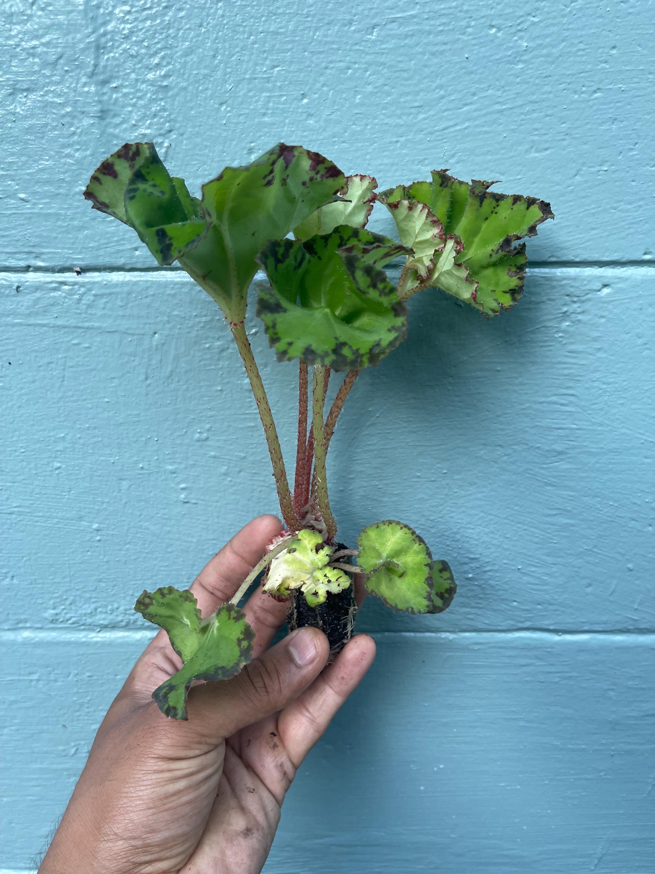 Rare Rex Begonia 'Rover Nile' Live Plant: Variegated Indoor Foliage