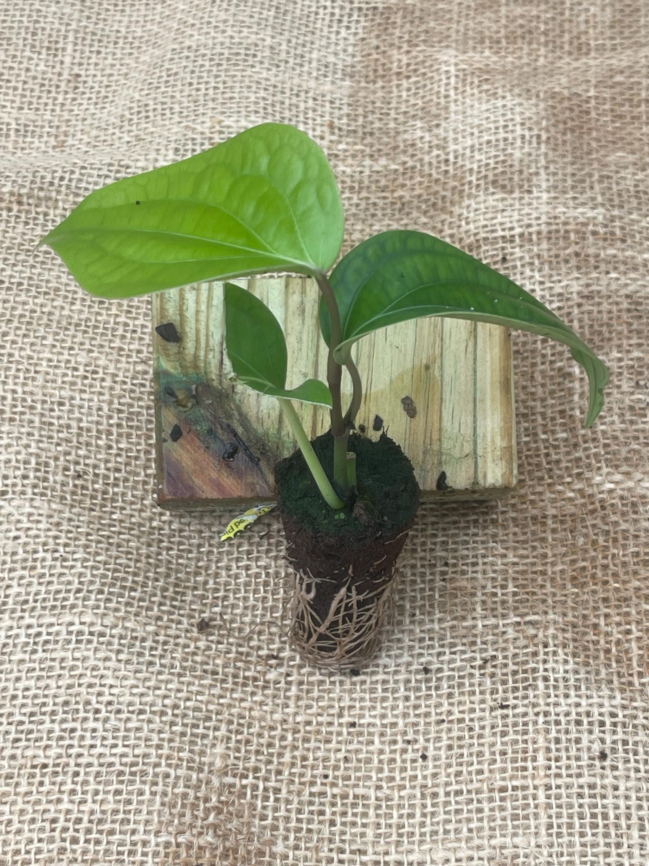 Black Pepper Plant (Piper nigrum) – Grow Your Own Spice!