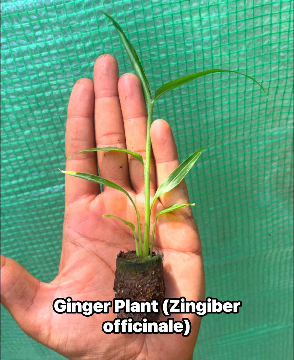 Edible Ginger Plant Plugs – Culinary Zingiber officinale Starter Rhizome
