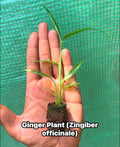 Edible Ginger Plant Plugs – Culinary Zingiber officinale Starter Rhizome