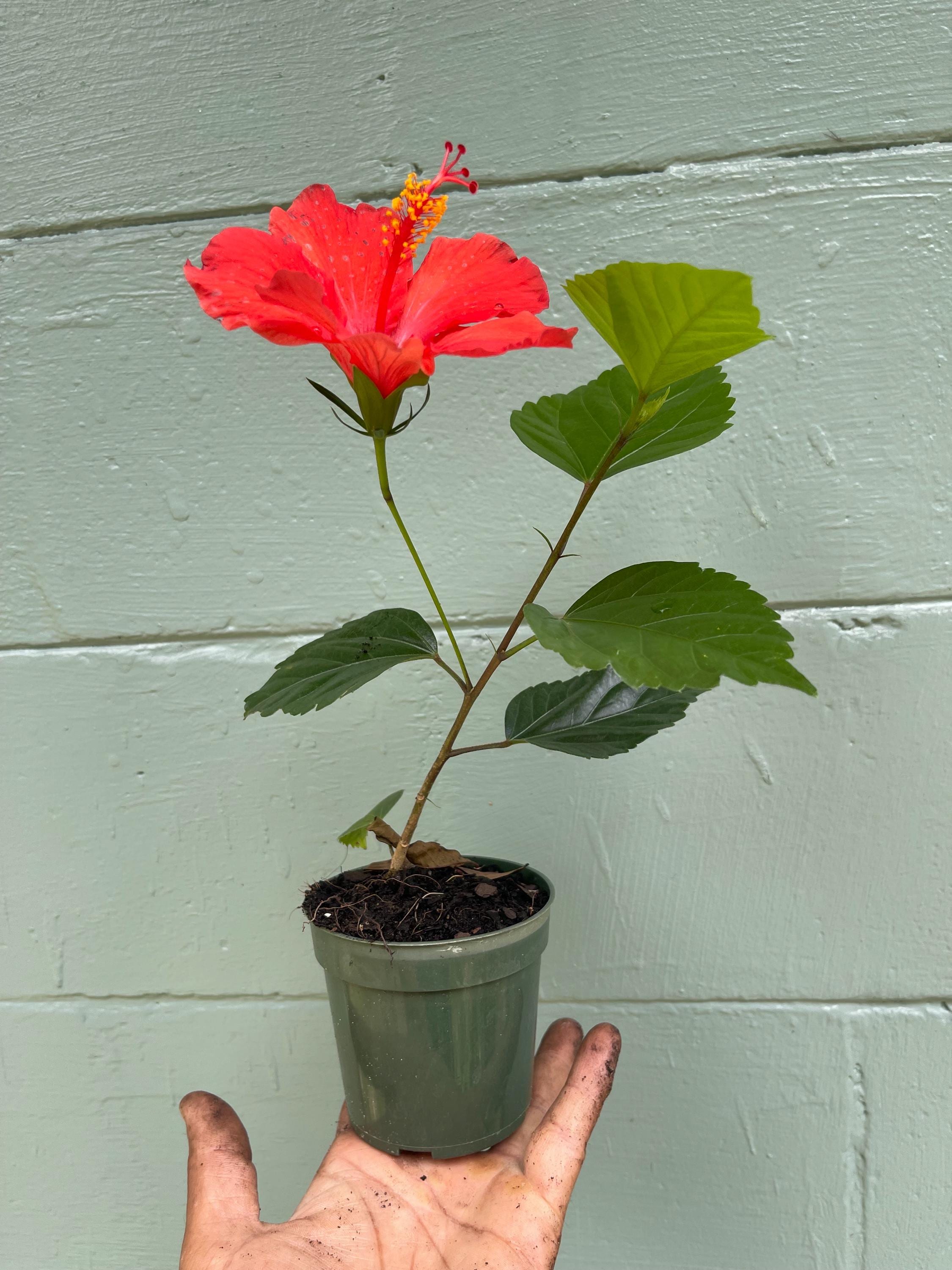 Brilliant Red Hibiscus Plant – 4” Pot | Tropical Red Blooming Shrub | Live Starter Plant