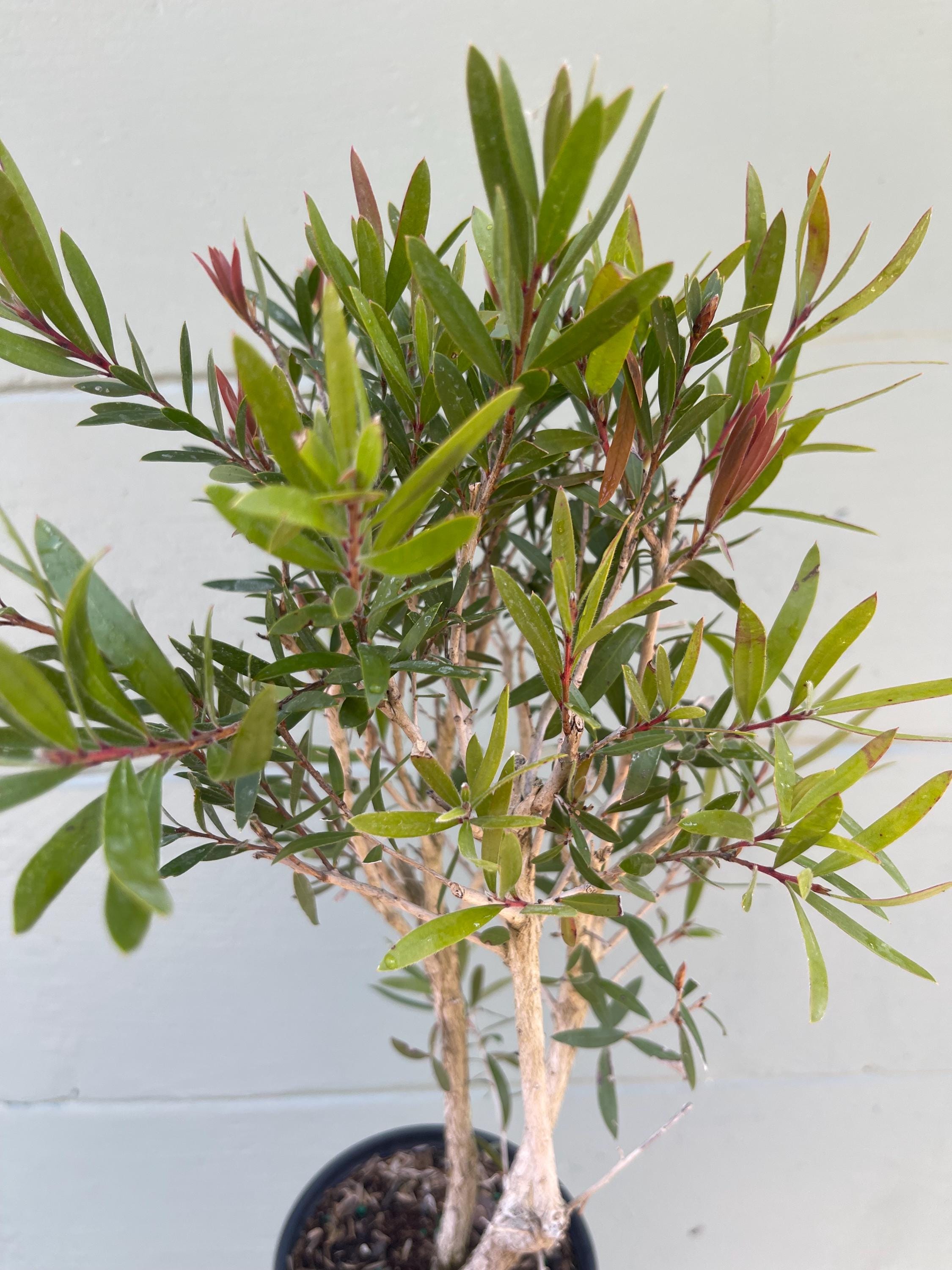 Red Bottlebrush tree