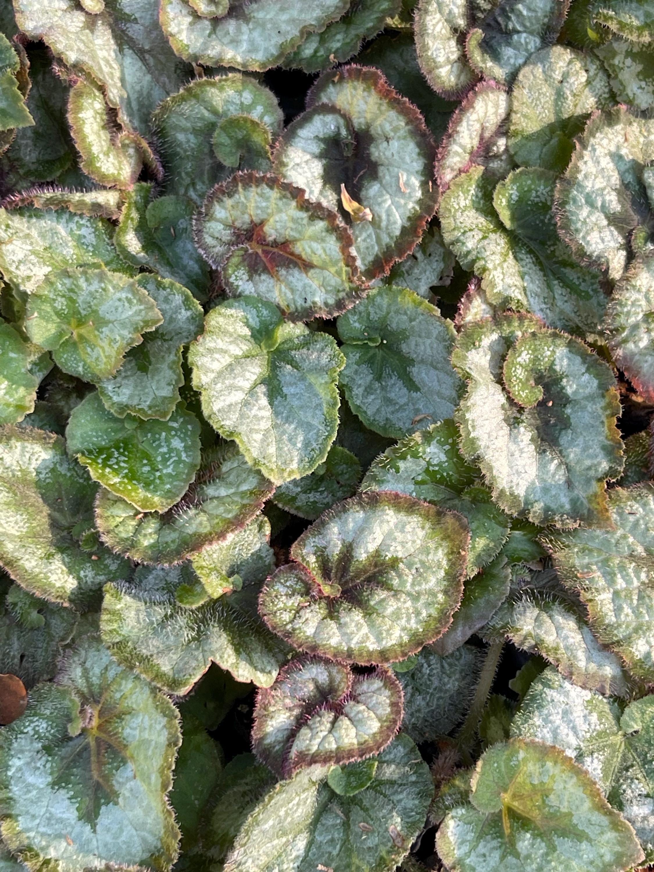 Begonia Rex ‘ESCARGOT’