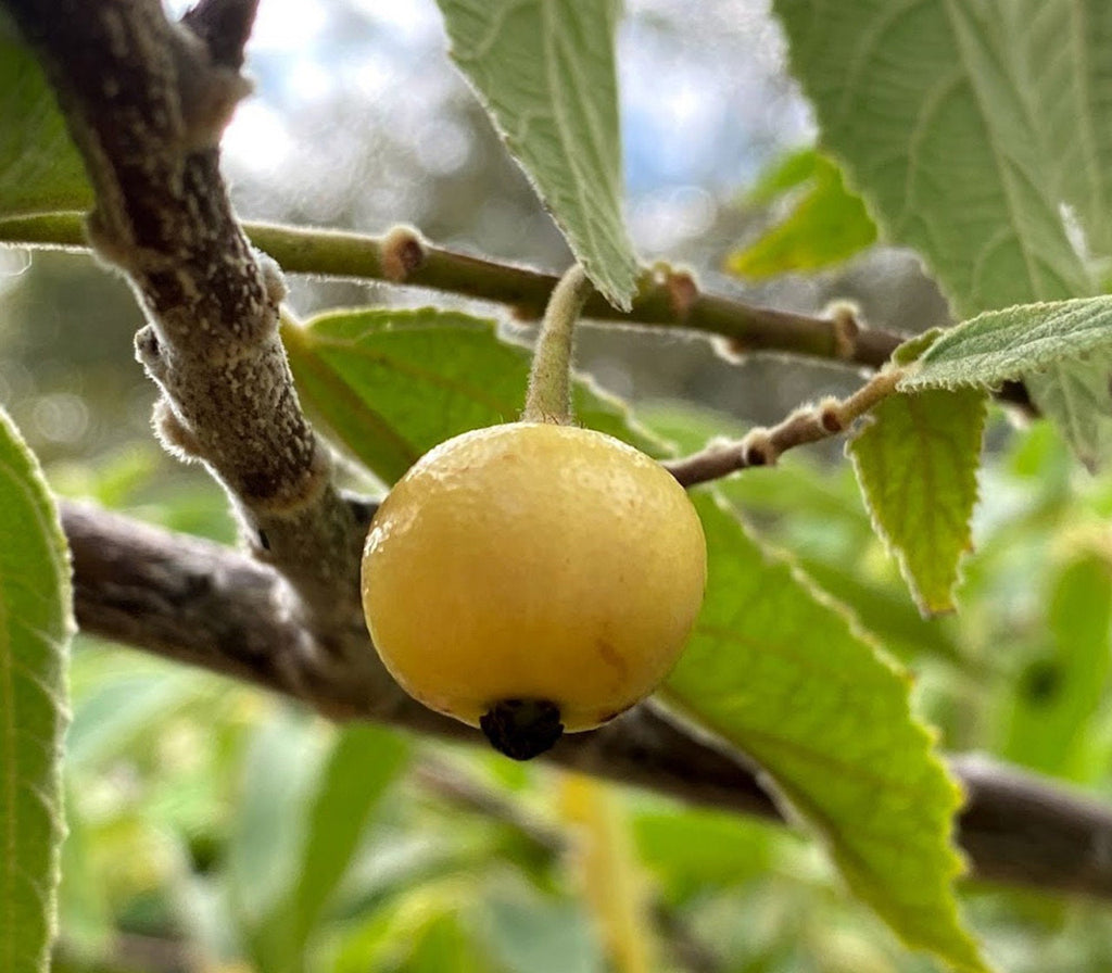 Strawberry Tree, Yellow (Muntingia calabura) - Cotton Candy Berry