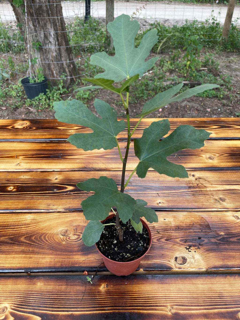 Brown Turkey Fig Tree – Live Plant – Sweet Fruit Tree for Home Gardens