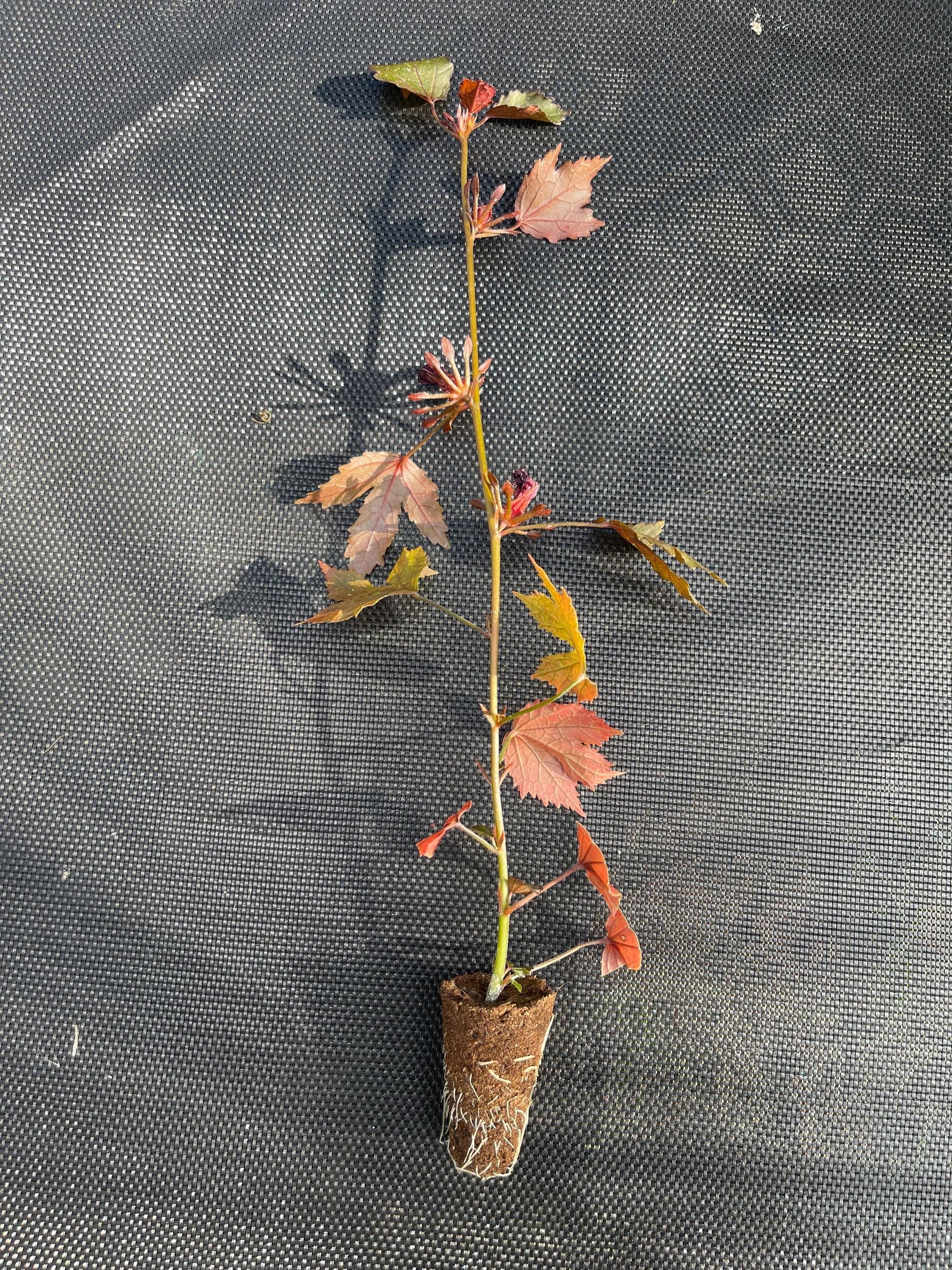 Hibiscus acetosella 'African Rose’