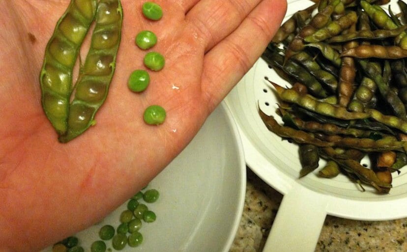 Pigeon peas live plant