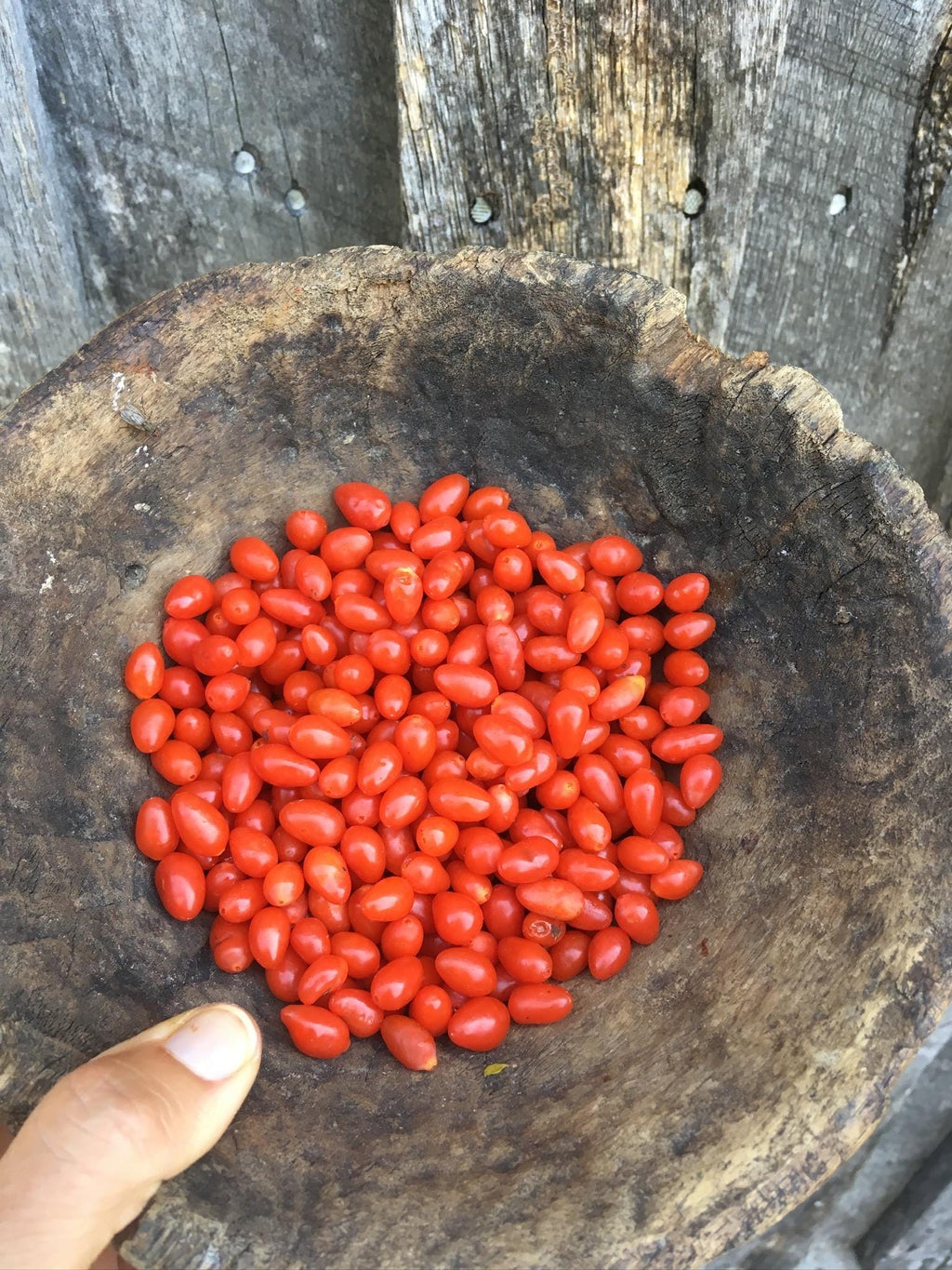 Goji Berry Plant (Lycium barbarum) – 2” Plug – Edible Superfruit Shrub