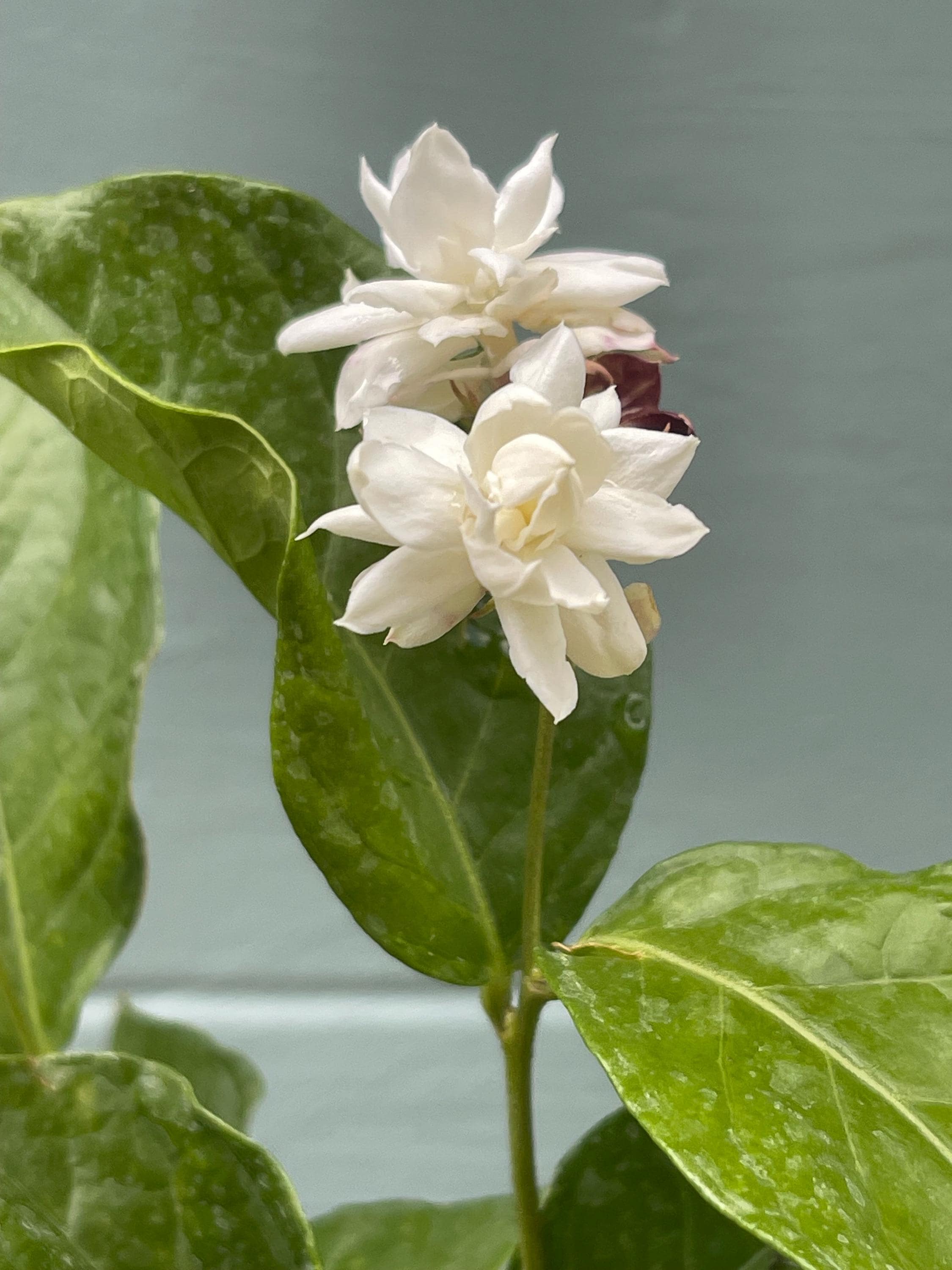 Jasminum sambac ‘Mysore Mulli’ – Arabian Jasmine – 4” Pot