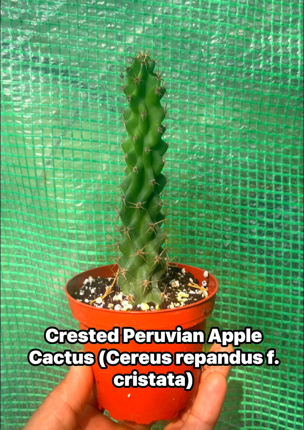 Crested Peruvian Apple Cactus – Rare Cereus Plant, Sculptural, Drought Tolerant