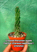 Crested Peruvian Apple Cactus – Rare Cereus Plant, Sculptural, Drought Tolerant
