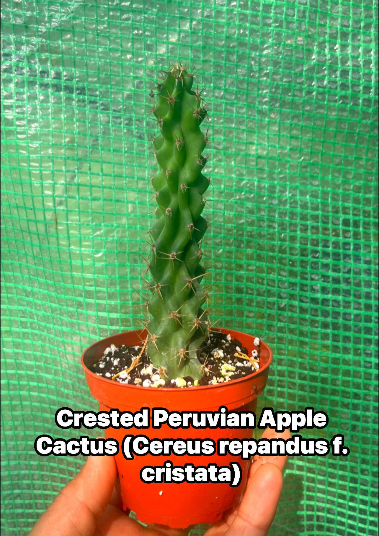 Crested Peruvian Apple Cactus – Rare Cereus Plant, Sculptural, Drought Tolerant