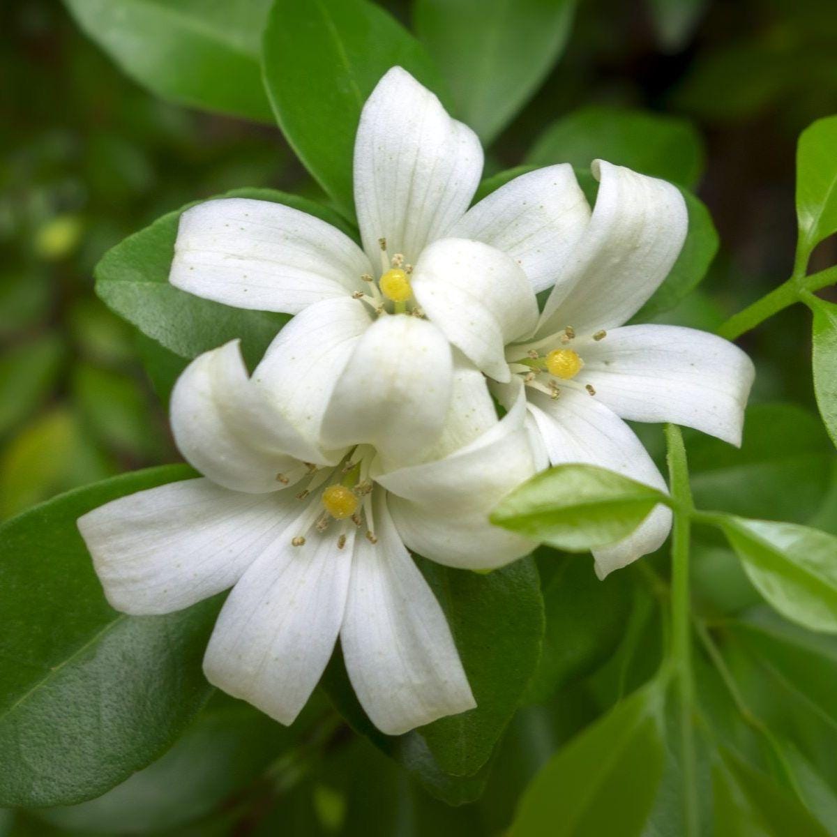 Orange Jasmine Plant (Murraya paniculata) | Fragrant Evergreen | Citrus-Scented White Flowers | 1 gallon size