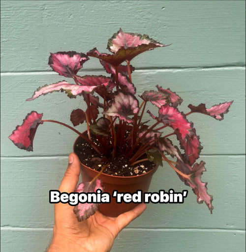 Begonia ‘Kotobuki’ – Live Plant in 4.5” Pot | Rare Collector Begonia | Tropical Houseplant