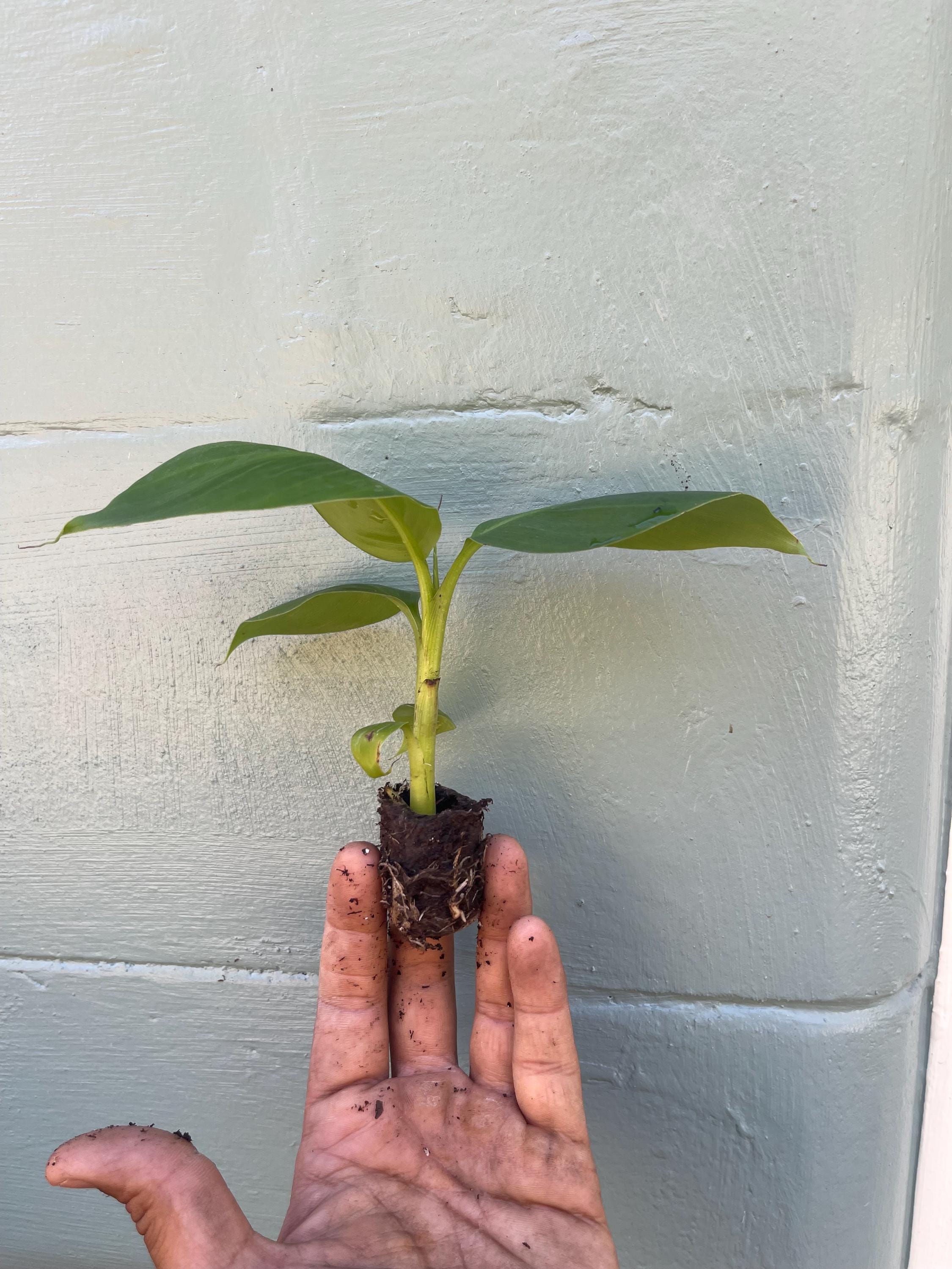 Dwarf Green Banana Plant Live | Musa ‘Dwarf Green’ | Compact Banana Tree | Produces Full-Size Bananas