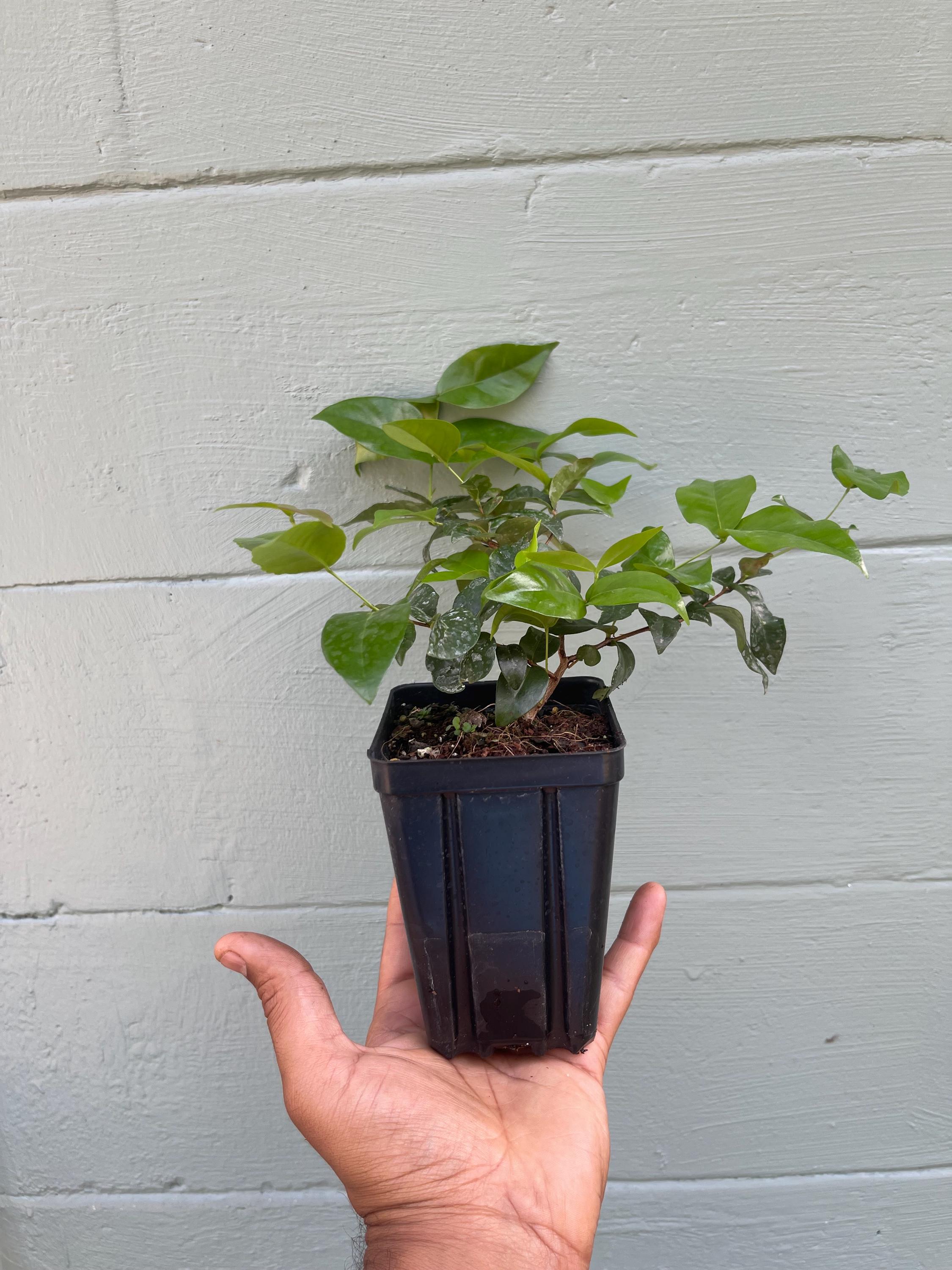 Surinam Cherry Plant (Eugenia uniflora) – Live Tropical Fruit Tree | Pitanga | Sweet-Tart Cherry | Edible Landscape
