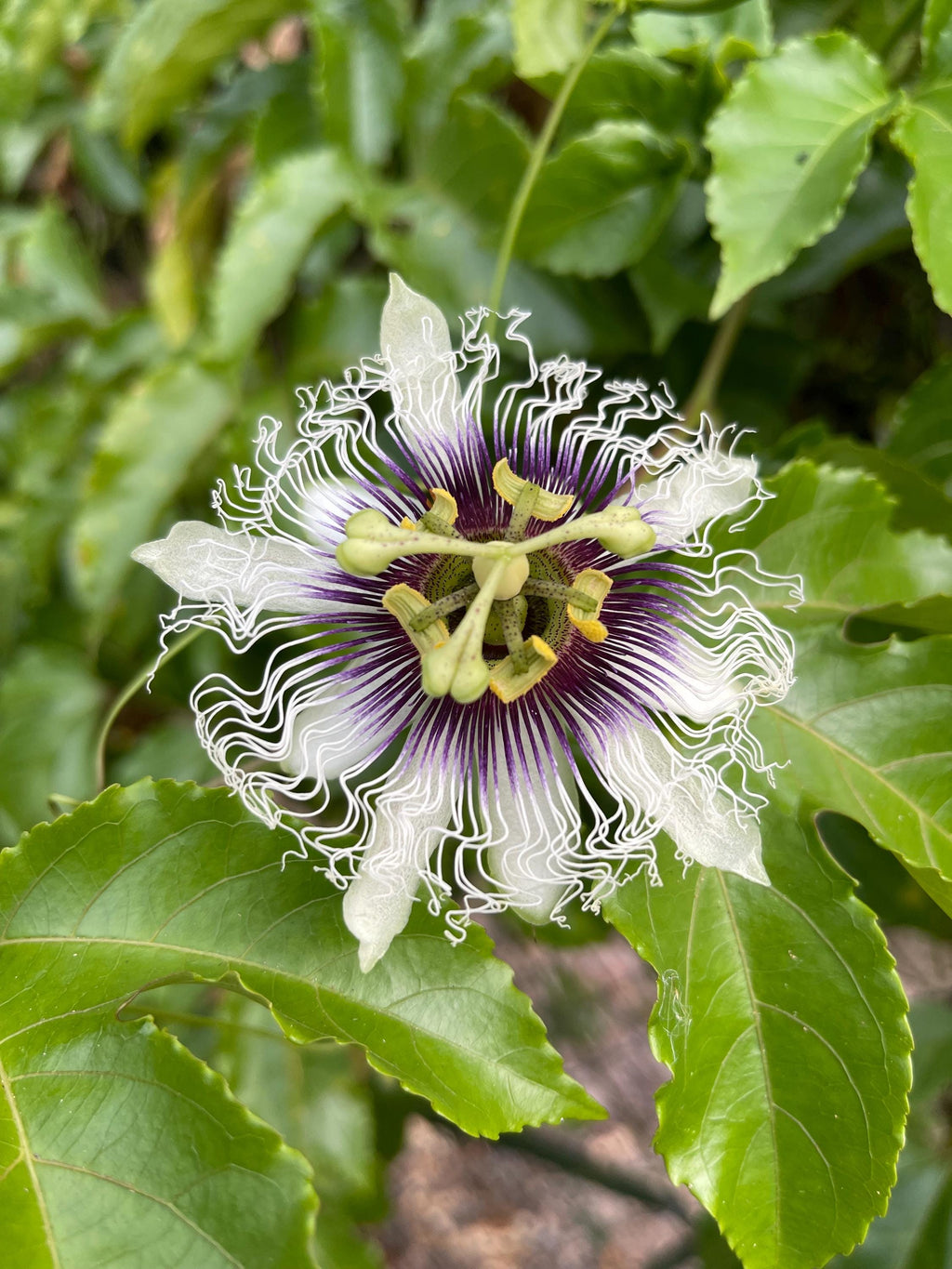 Purple possum passionfruit seeds