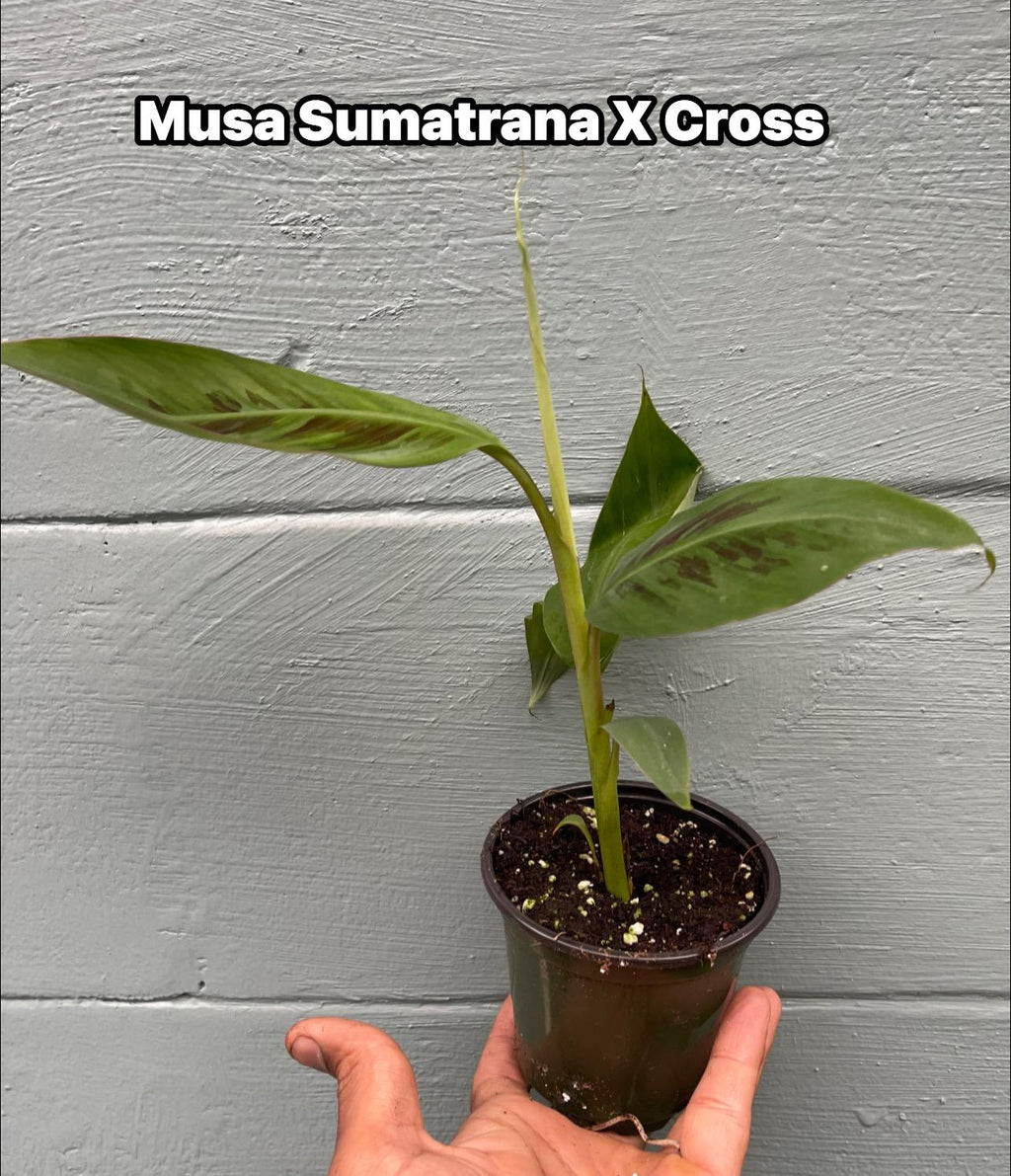 Musa ‘Sumatrana X’ – Rare Red-Leaf Hybrid Banana