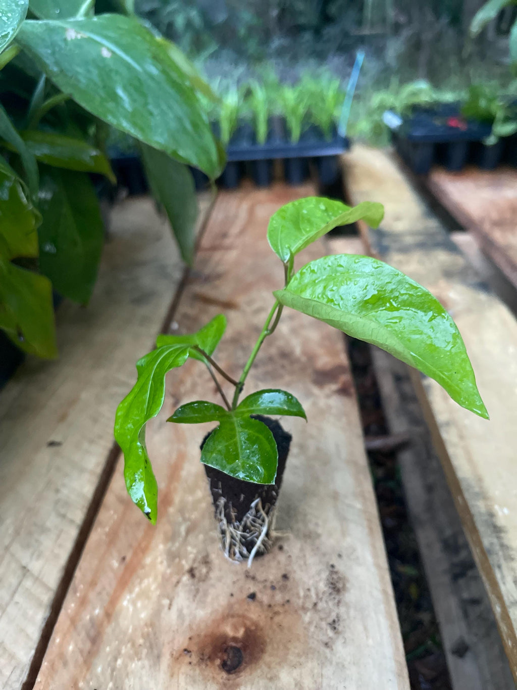 Purple Possum Passionfruit Plant | Exotic Edible Fruit Vine