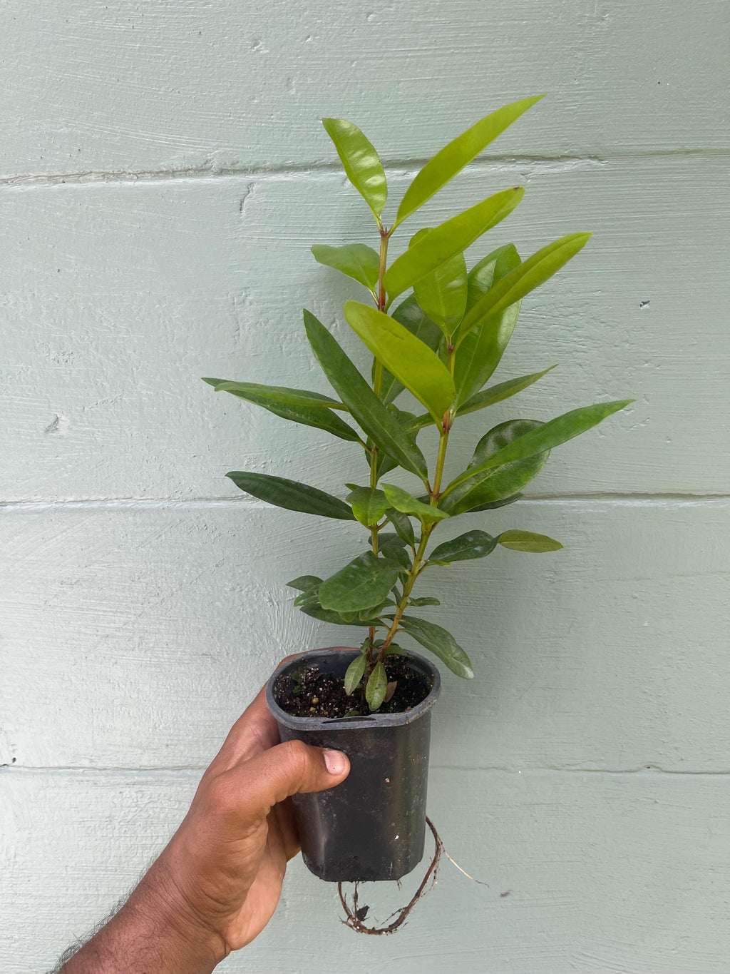 Bay Rum Plant (Pimenta racemosa) – Live Plant in 4.5” Pot | Aromatic Caribbean Herb