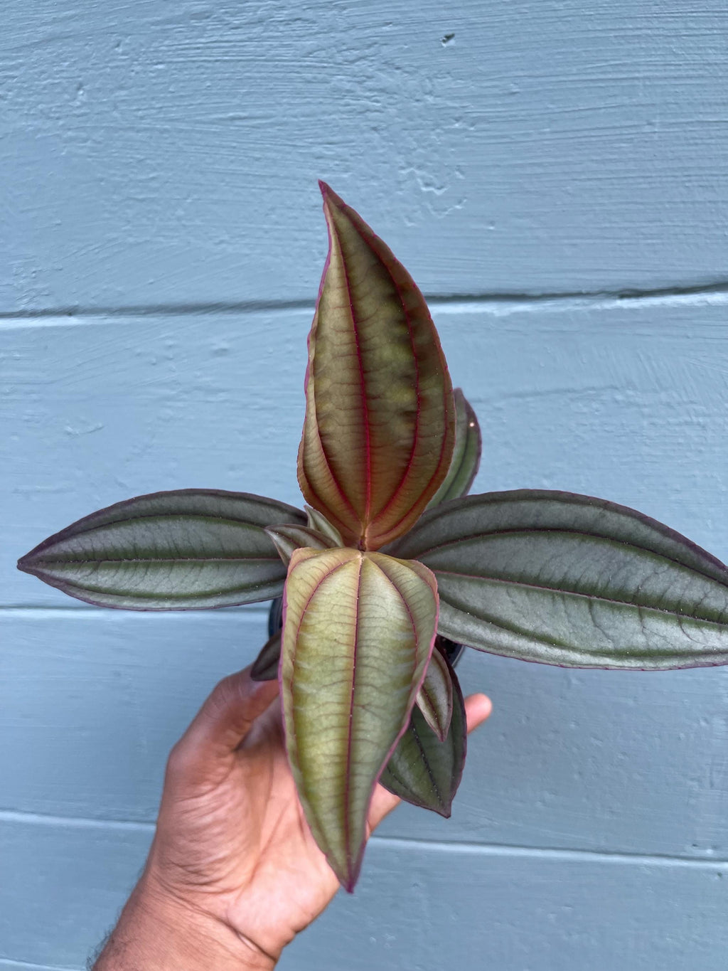 Medinilla ‘Gregori Hambali’ Rare Tropical Plant – Pink Blooms, 4-Inch Pot