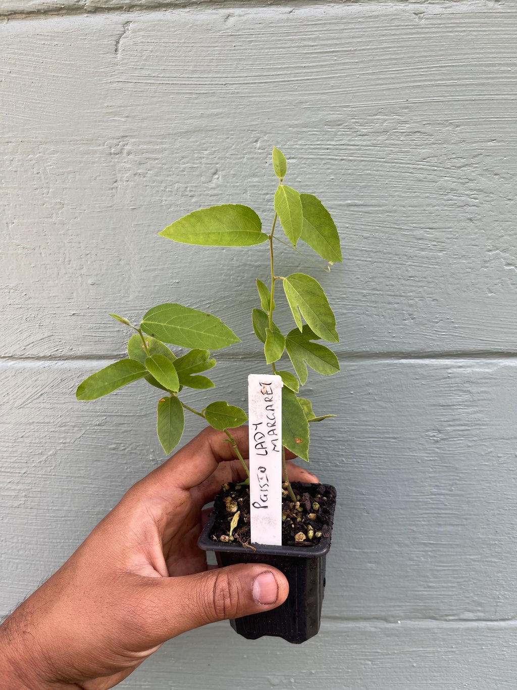 Passiflora ‘Lady Margaret’ – Red Passionflower Vine | Exotic Flowering Vine | Pollinator Friendly