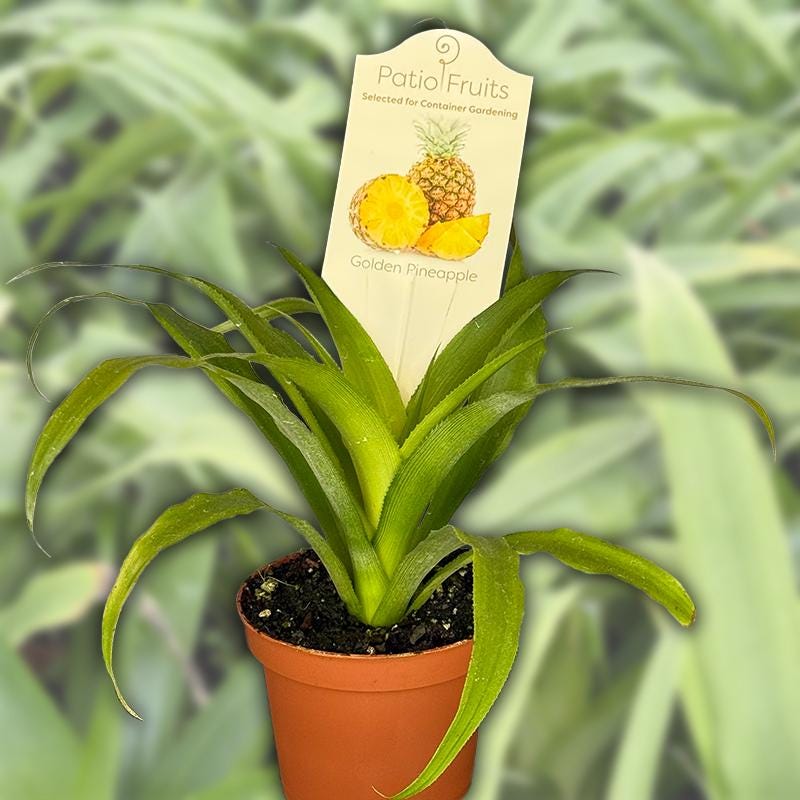 Golden Pineapple Plant – 4” Live Plant | Tropical Indoor Houseplant | Sweet Fruit Variety | Easy Grower