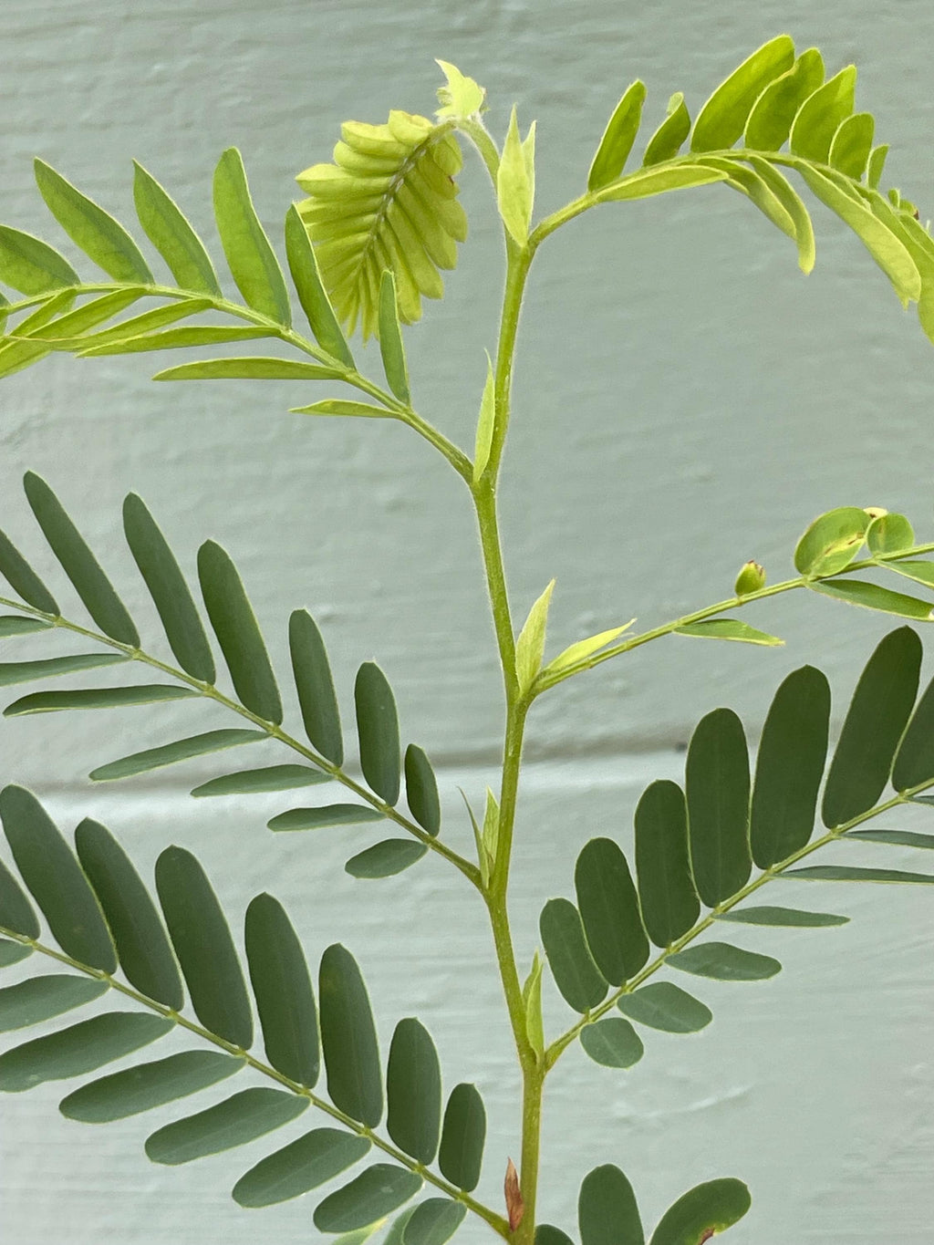 Live Tamarind Tree Plant – Sweet Tangy Edible Fruit Pods – 4.5 Pot