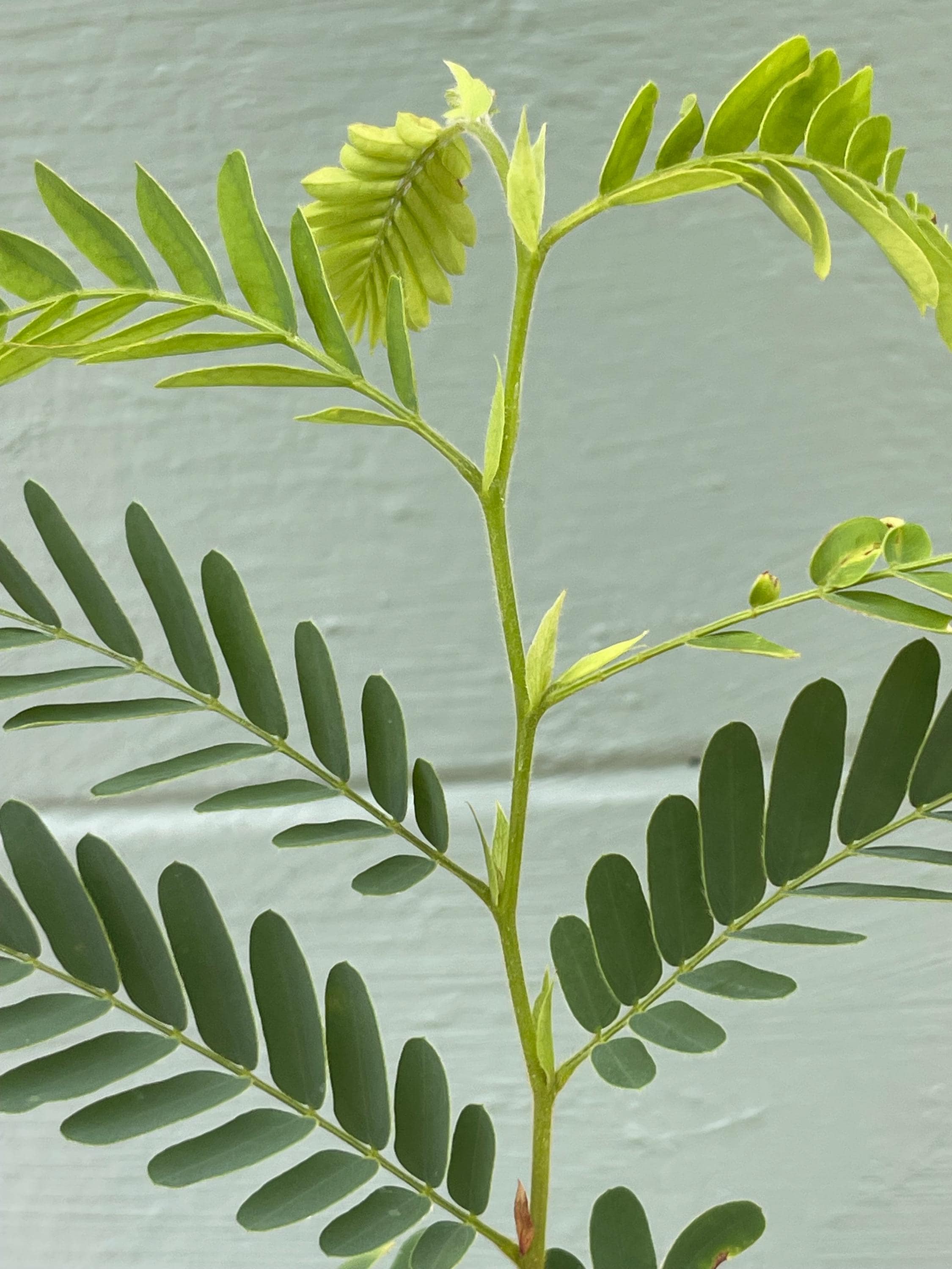 Live Tamarind Tree Plant – Sweet Tangy Edible Fruit Pods – 4.5 Pot