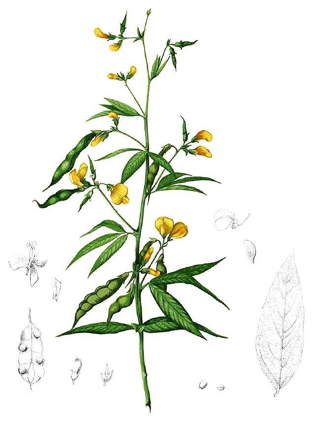 Pigeon peas live plant