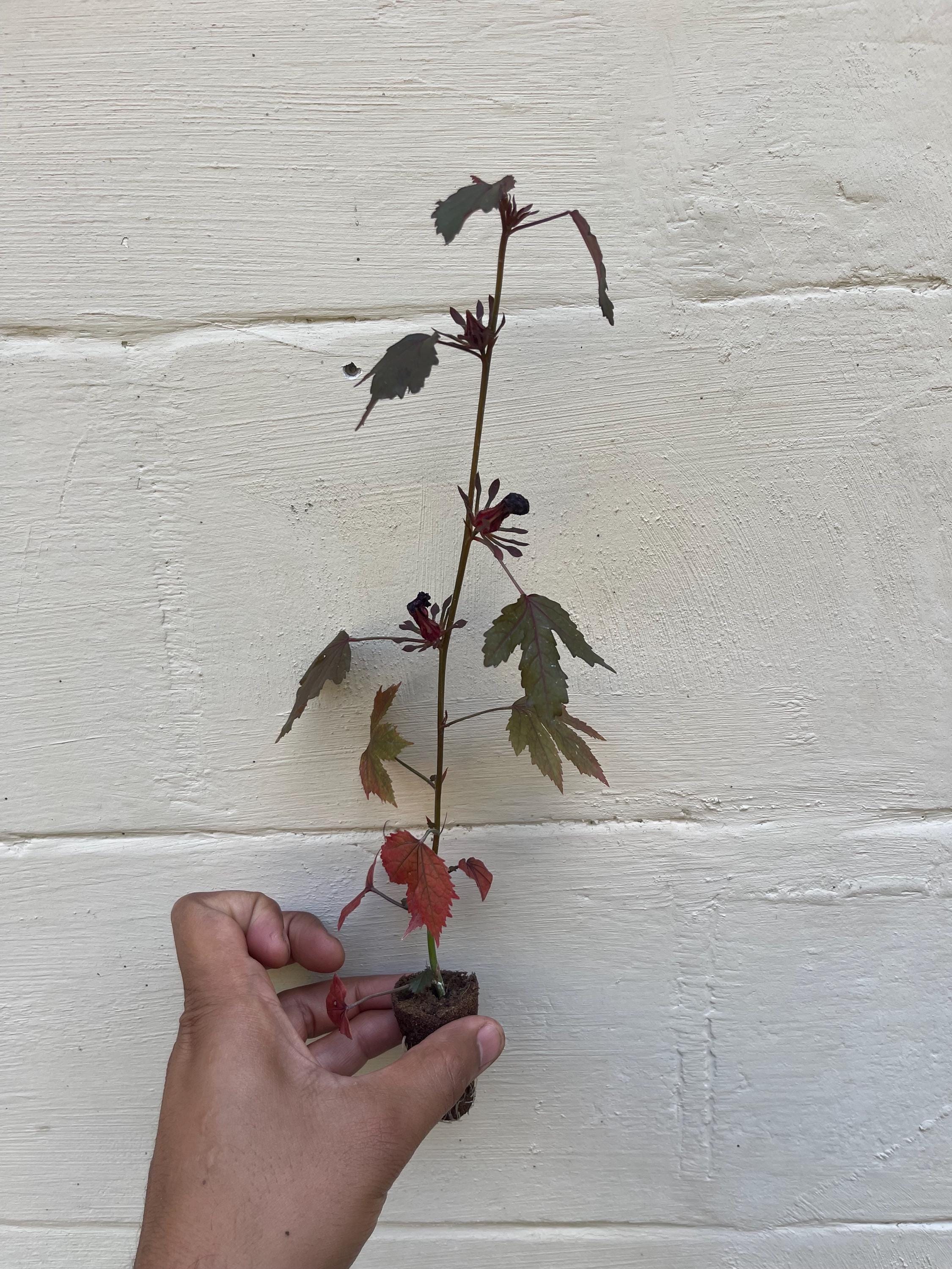 Hibiscus acetosella 'African Rose’