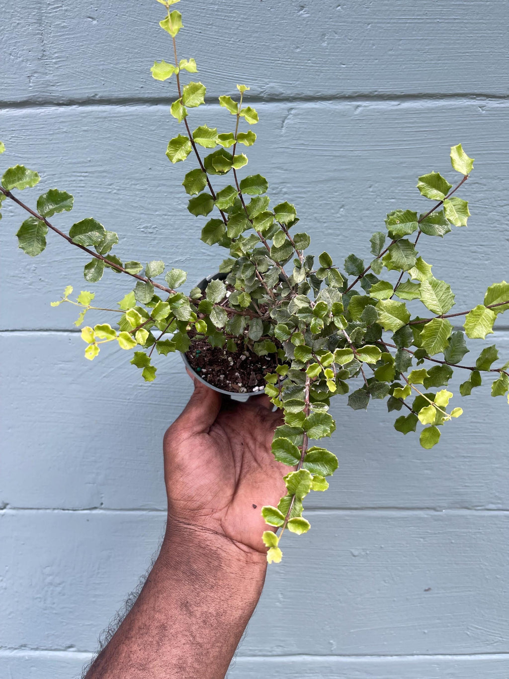 Singapore Holly Bonsai Plant – Dwarf Tropical Shrub, Miniature Leaves, Ornamental Live Plant