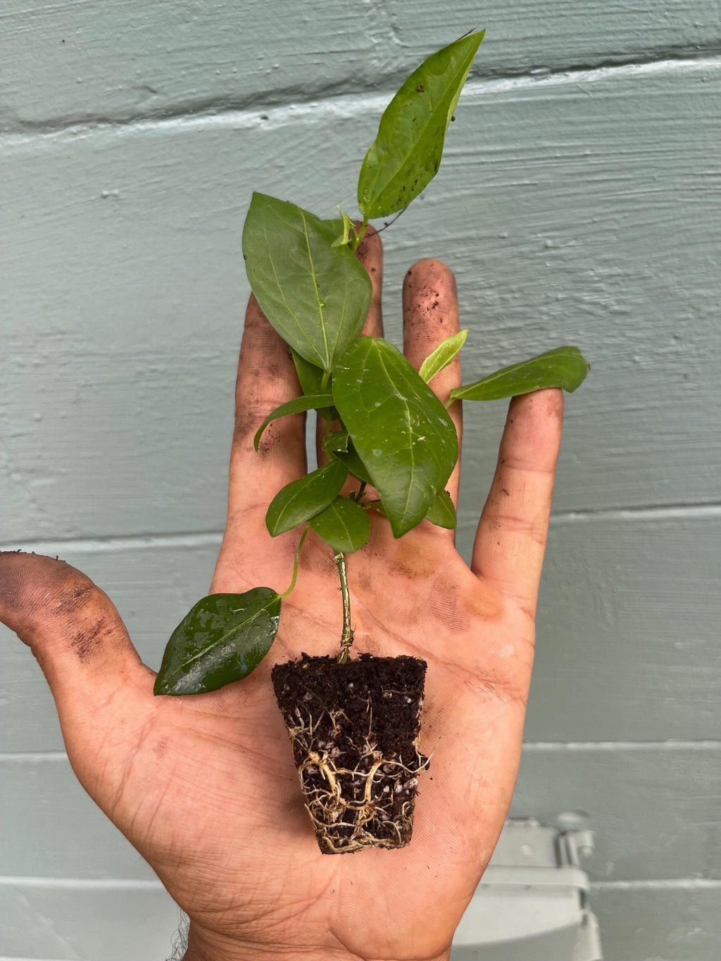 Corkystem Passionflower (Passiflora suberosa) – 2” Plug Plant – Native Butterfly Host Vine