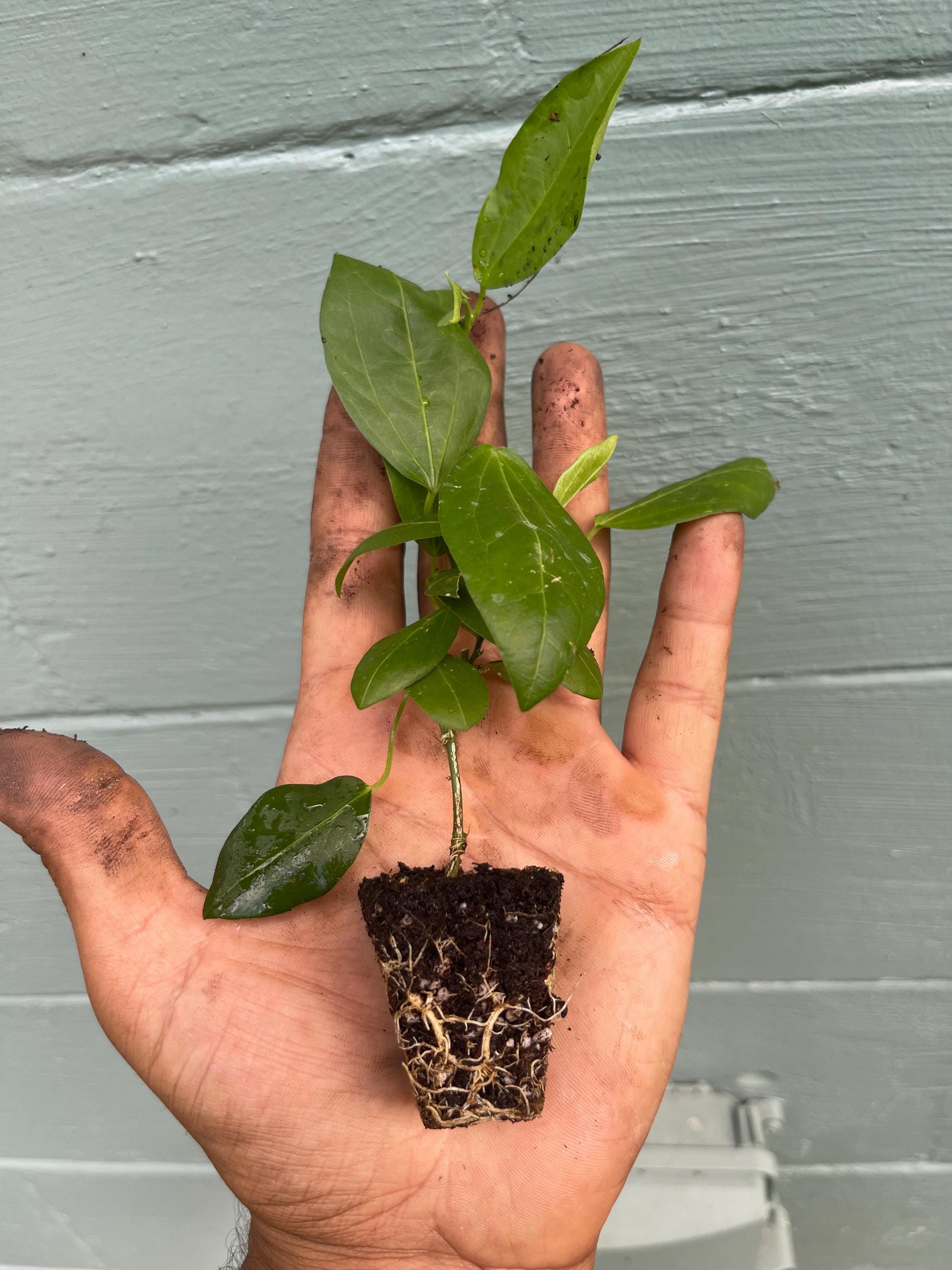 Corkystem Passionflower (Passiflora suberosa) – 2” Plug Plant – Native Butterfly Host Vine
