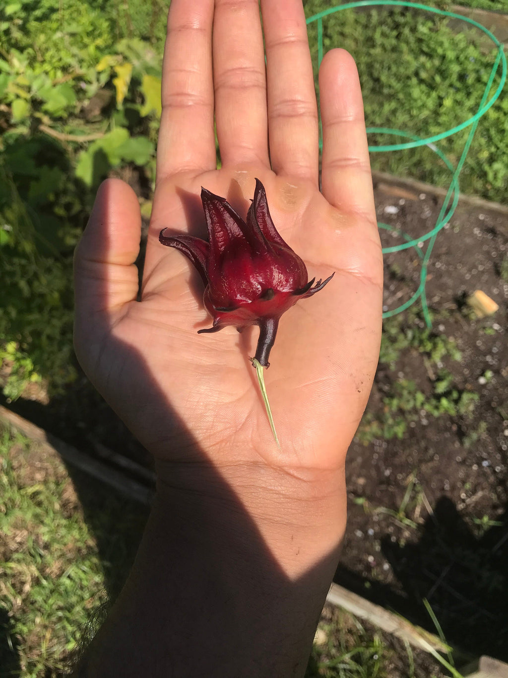 Roselle/sorrel (Hibiscus sabdariffa) plants
