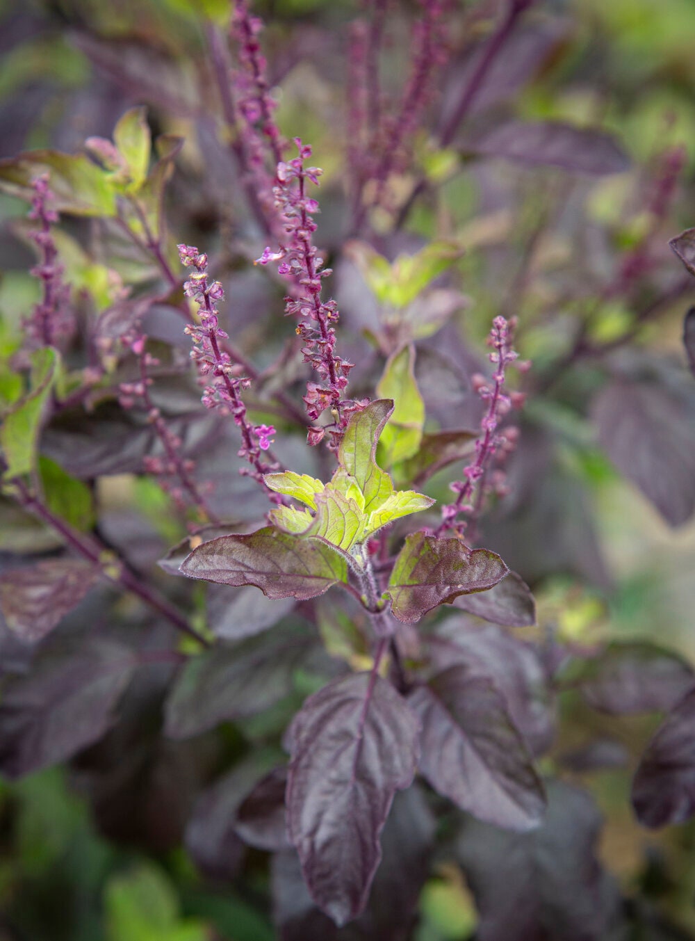 Holy basil (Krishna basil) - Purple leaf