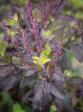 Holy basil (Krishna basil) - Purple leaf