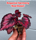Beautiful Begonia Harmony’s ‘Red Robin’, Perfect for Indoor Gardening or Plant Lover Gift