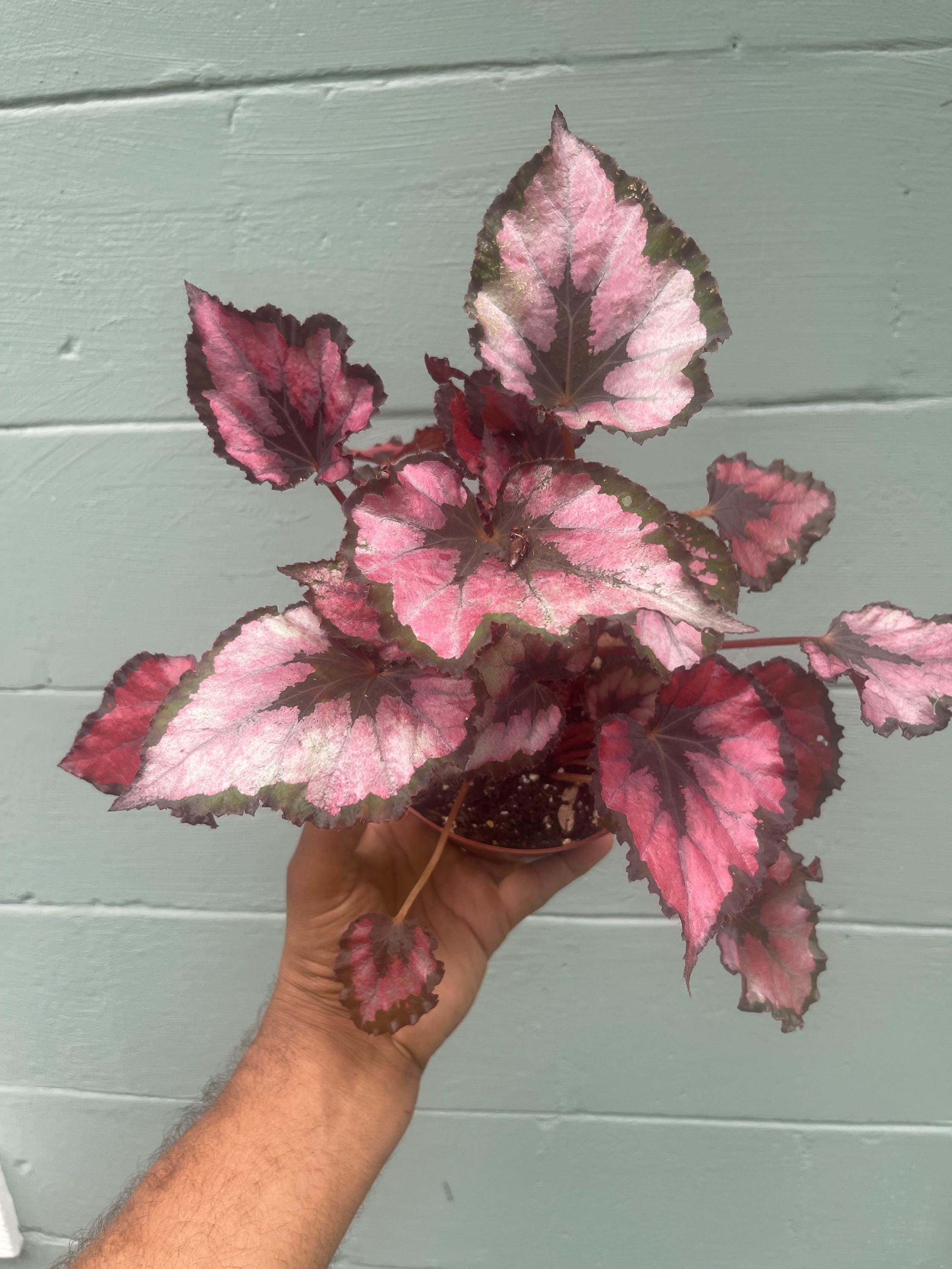 Begonia ‘Kotobuki’ – Live Plant in 4.5” Pot | Rare Collector Begonia | Tropical Houseplant
