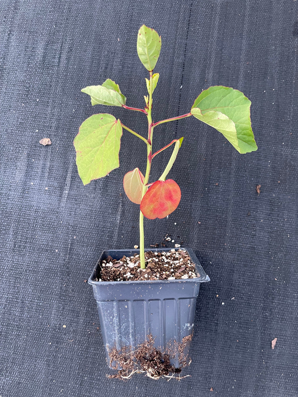 Roselle/sorrel (Hibiscus sabdariffa) plants