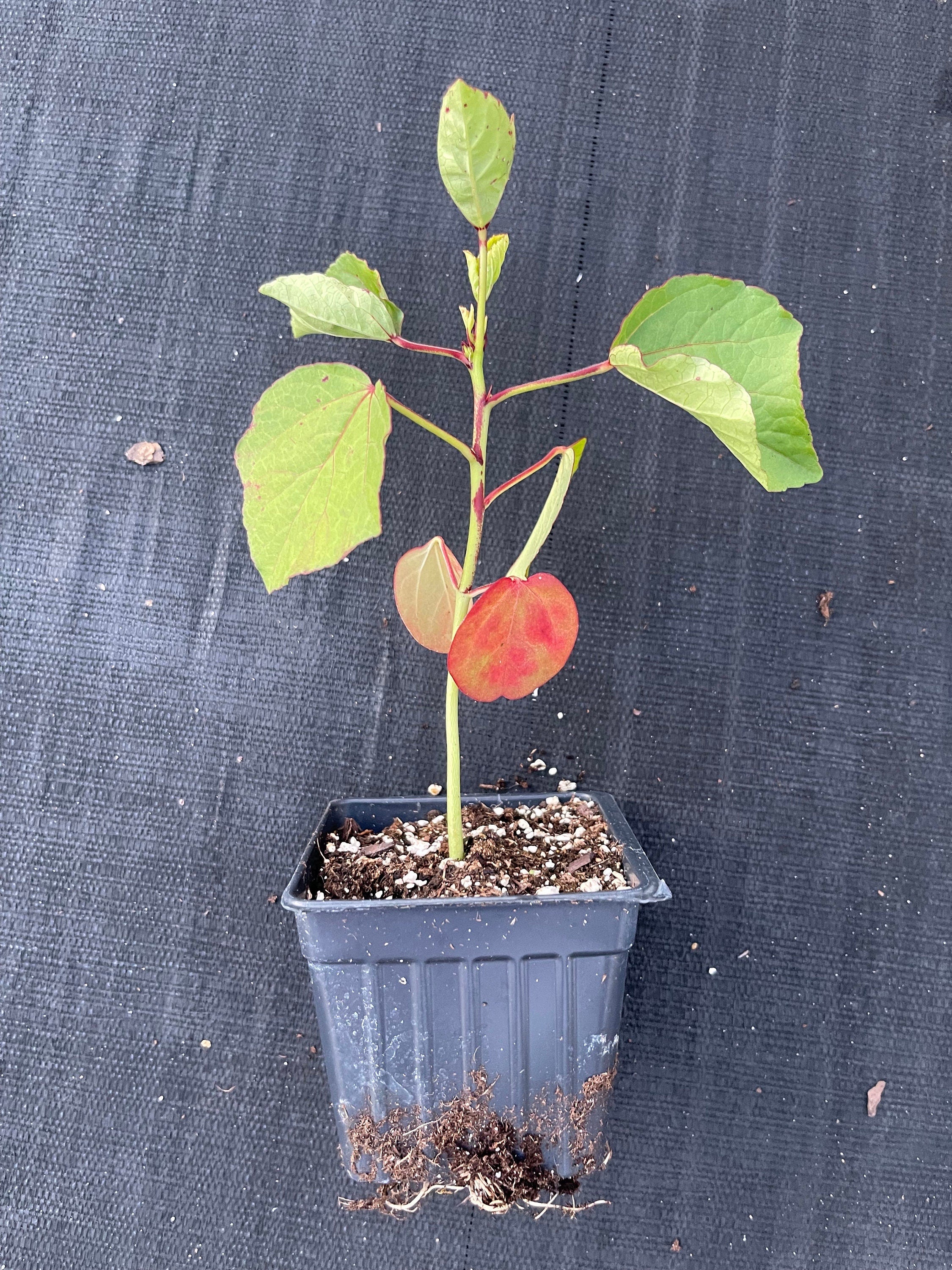 Roselle/sorrel (Hibiscus sabdariffa) plants