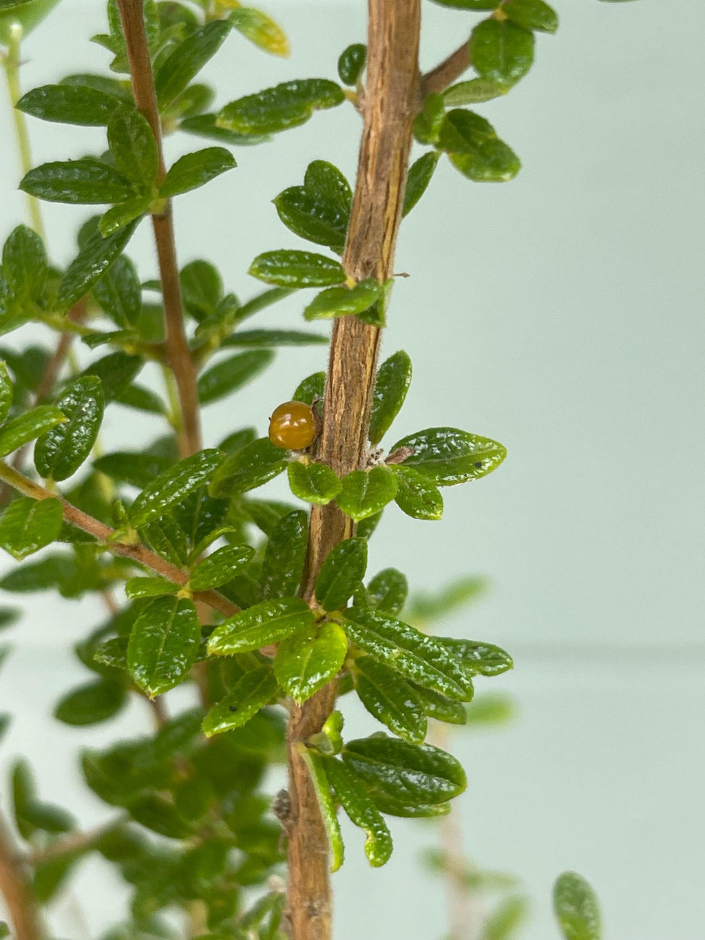 Nashia Inaguensis Live Plant | Rare Moujean Tea Herb, Fragrant Evergreen 4” Pot