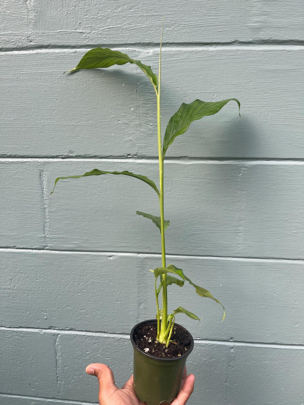 Live Cardamom Plant: Elettaria cardamomum, Rare Spice - 15+” Tall