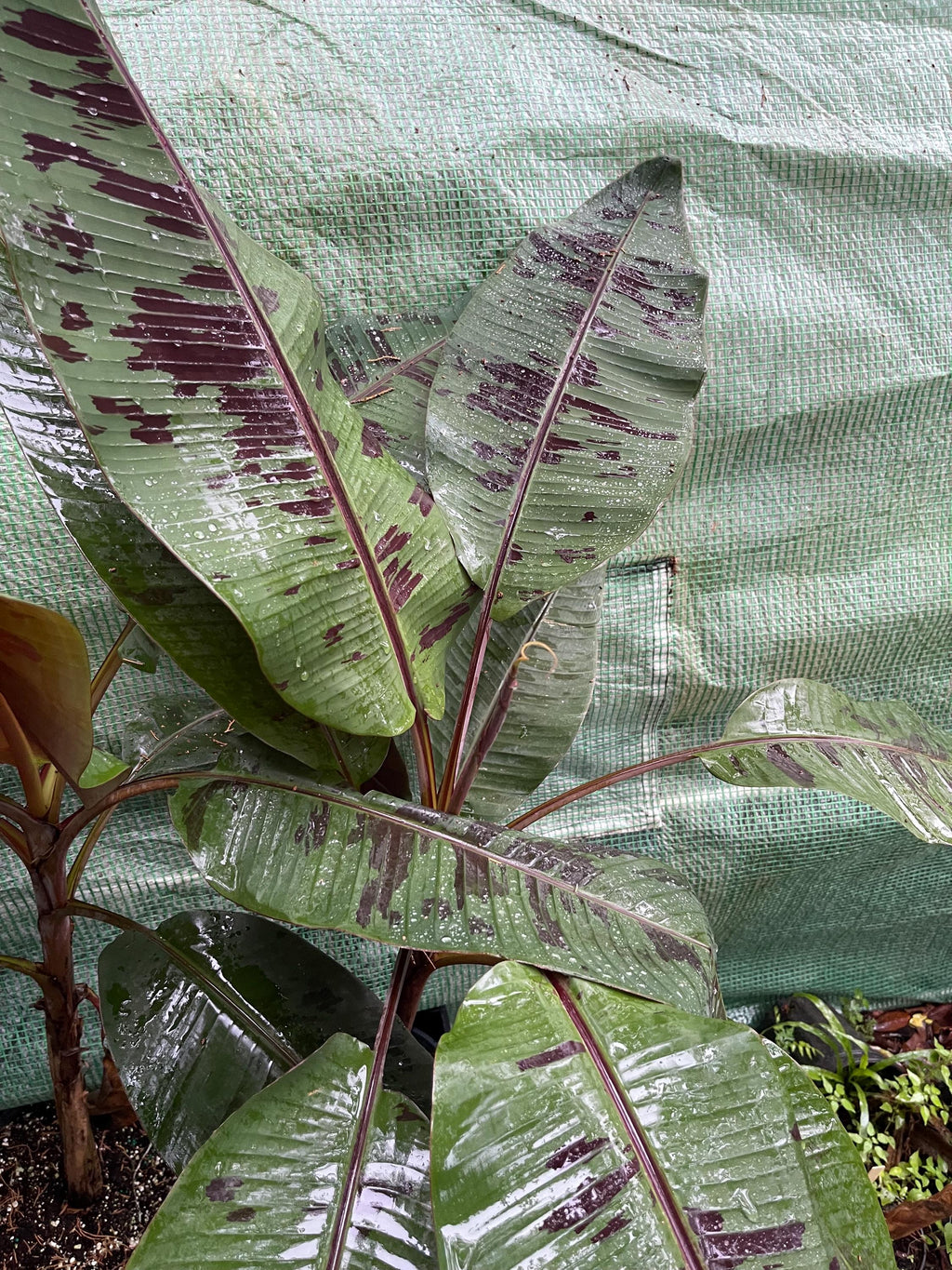 Musa ‘Sumatrana X’ – Rare Red-Leaf Hybrid Banana