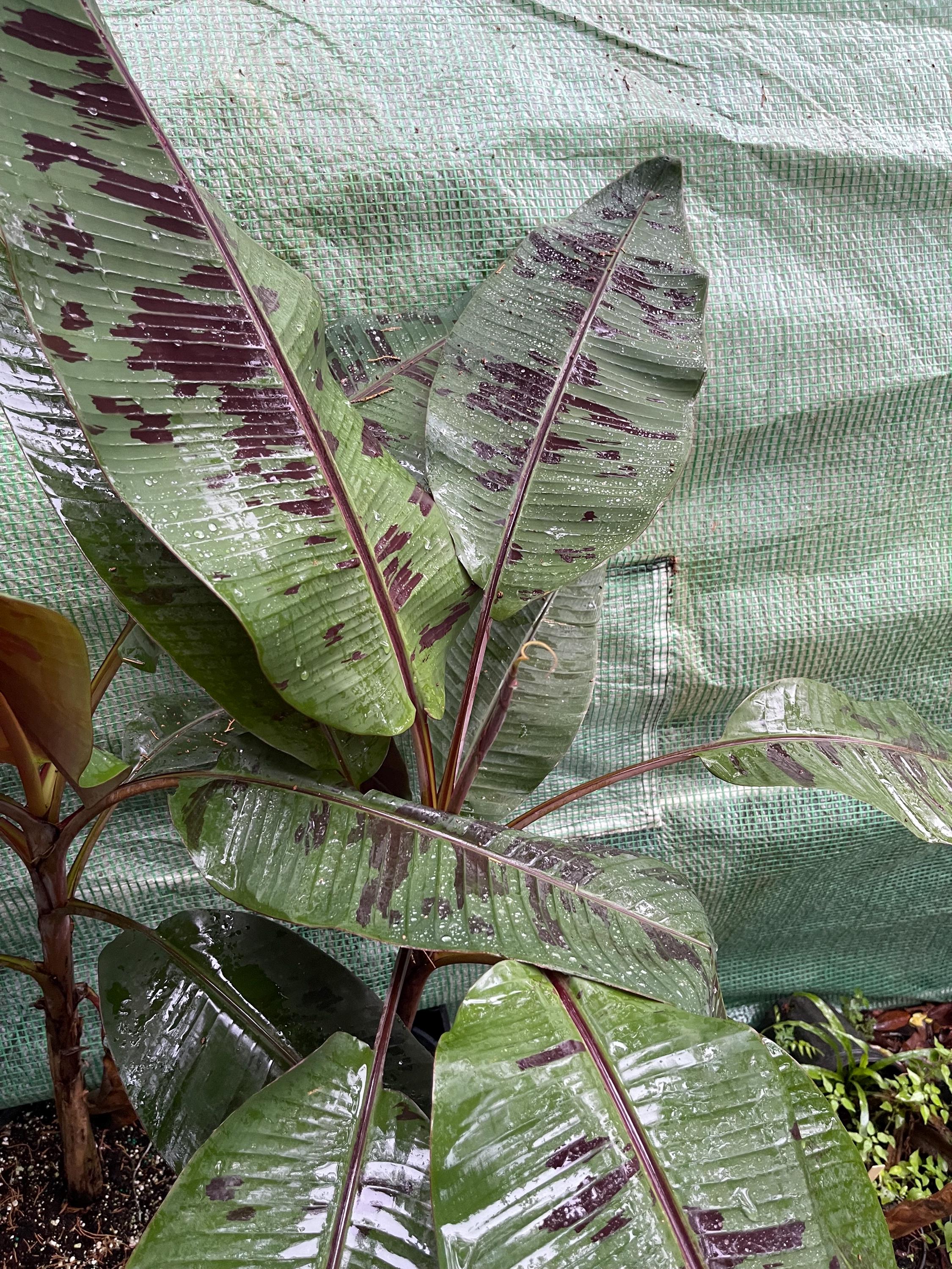 Musa ‘Sumatrana X’ – Rare Red-Leaf Hybrid Banana