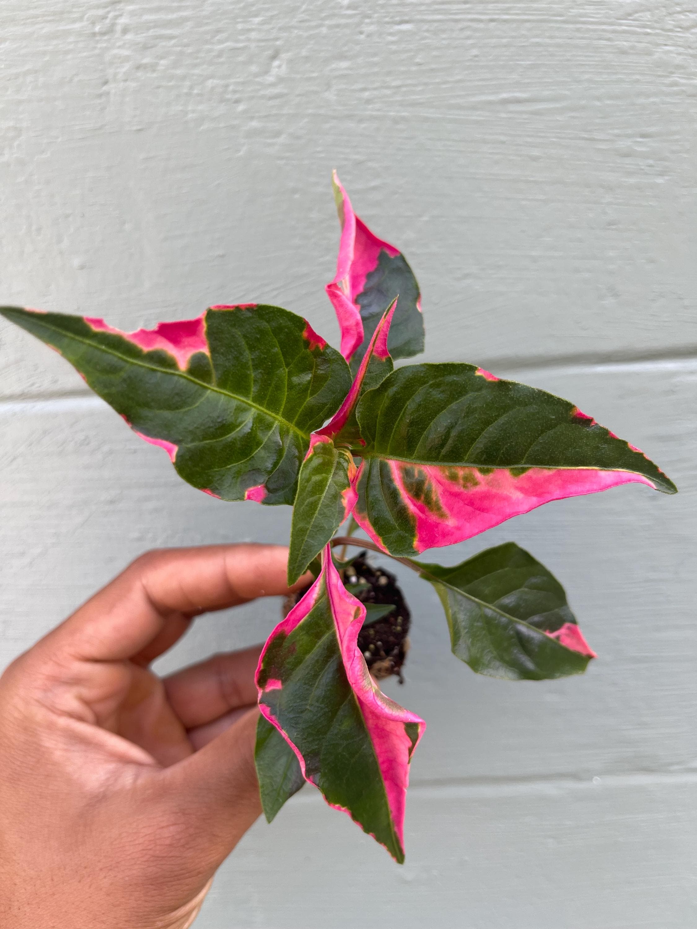 Alternanthera Party Time Plant – Pink Variegated Ornamental Houseplant