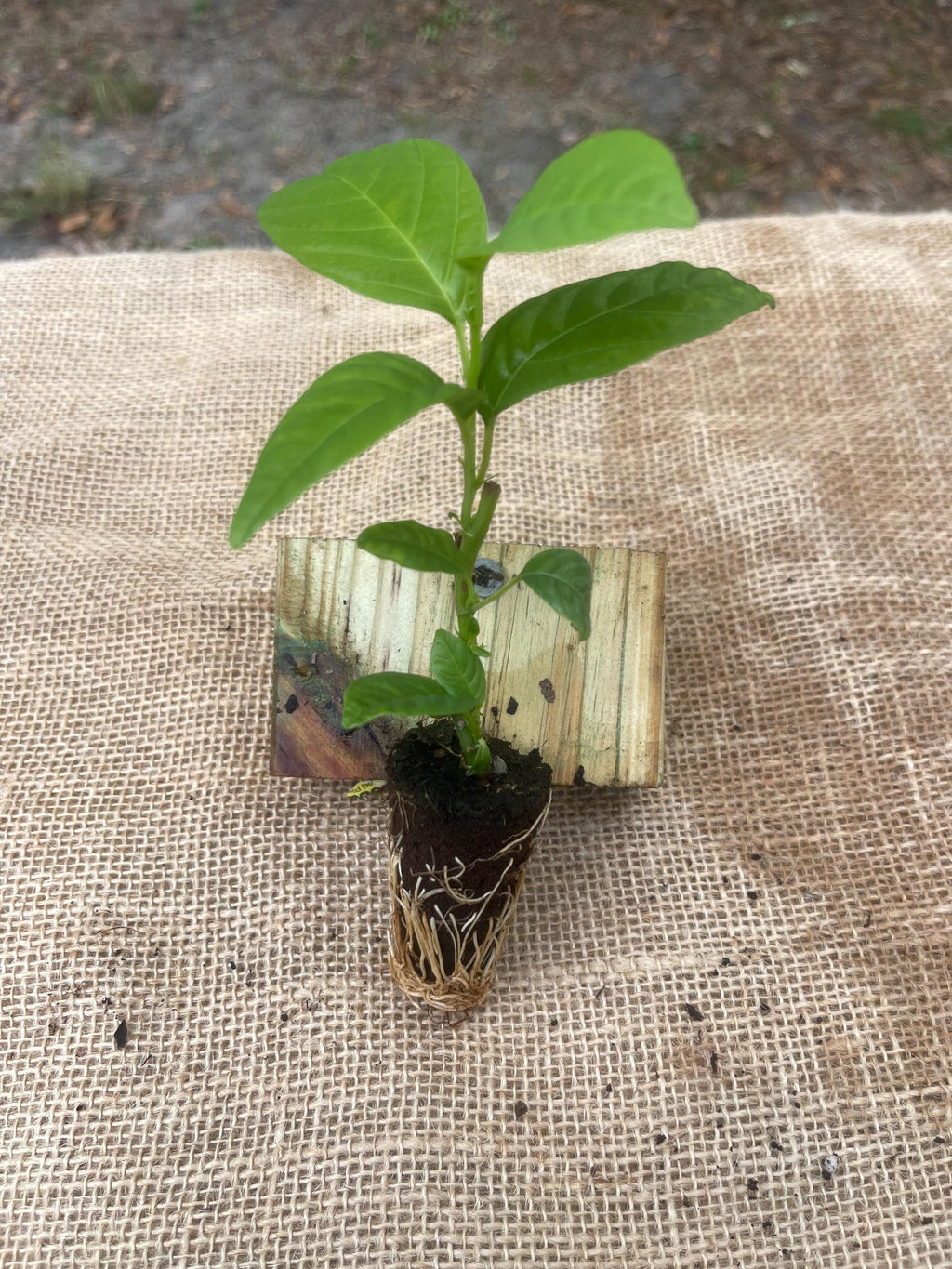 Passiflora quadrangularis (Giant Granadilla)