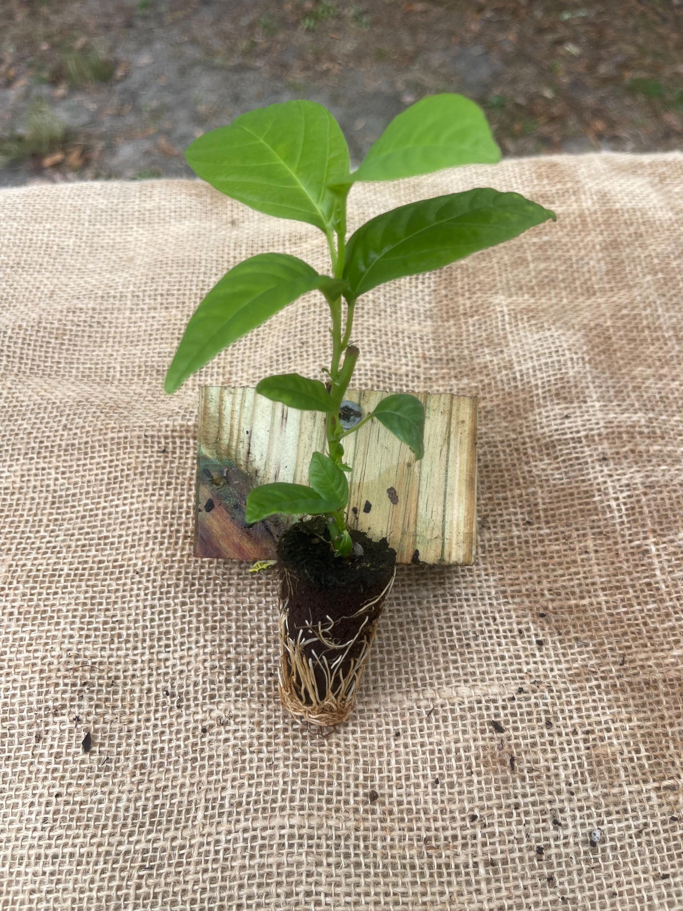 Passiflora quadrangularis (Giant Granadilla)