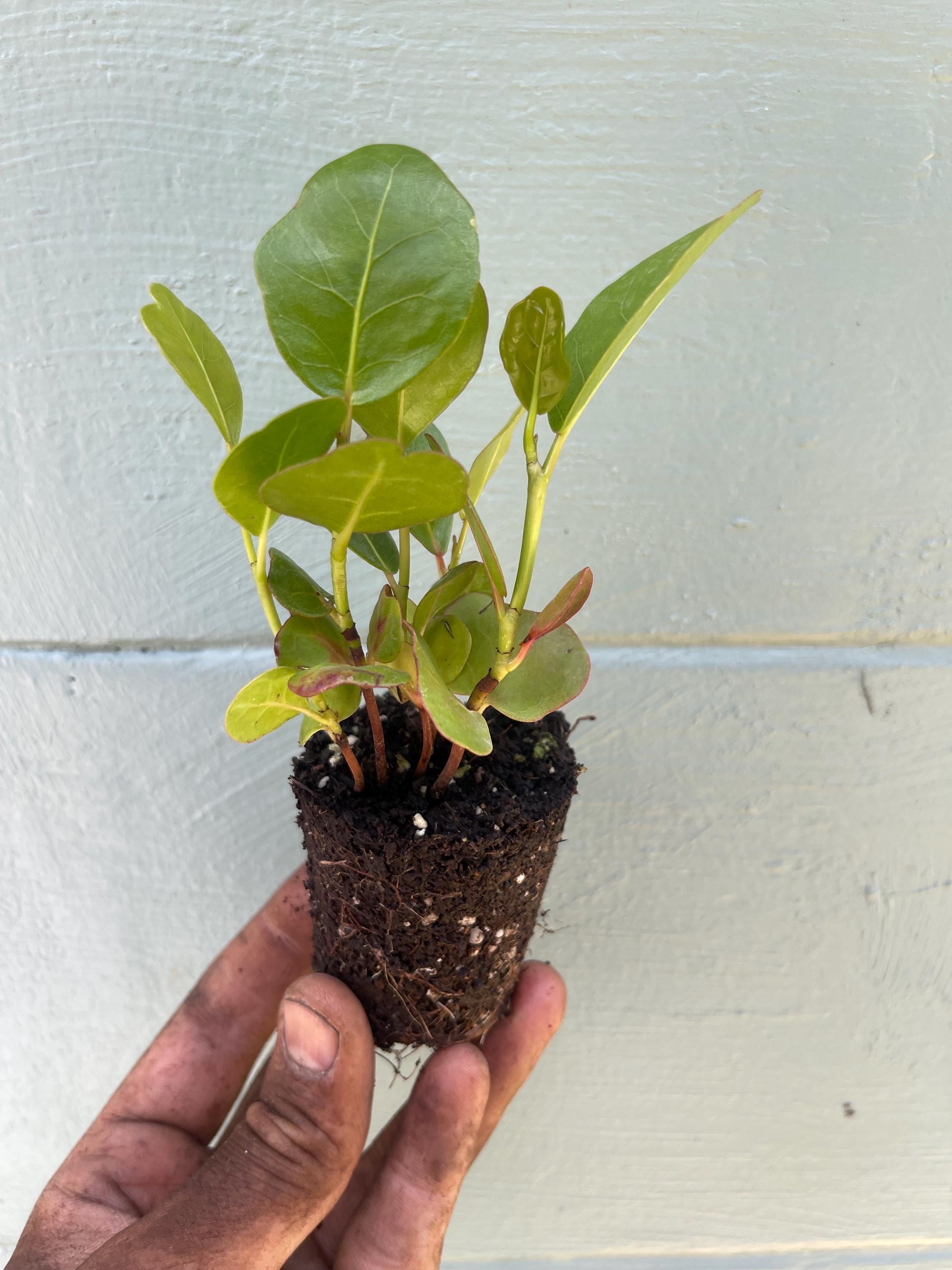 Coccoloba uvifera (Sea Grape) Tropical Coastal Fruit Tree | Edible & Ornamental
