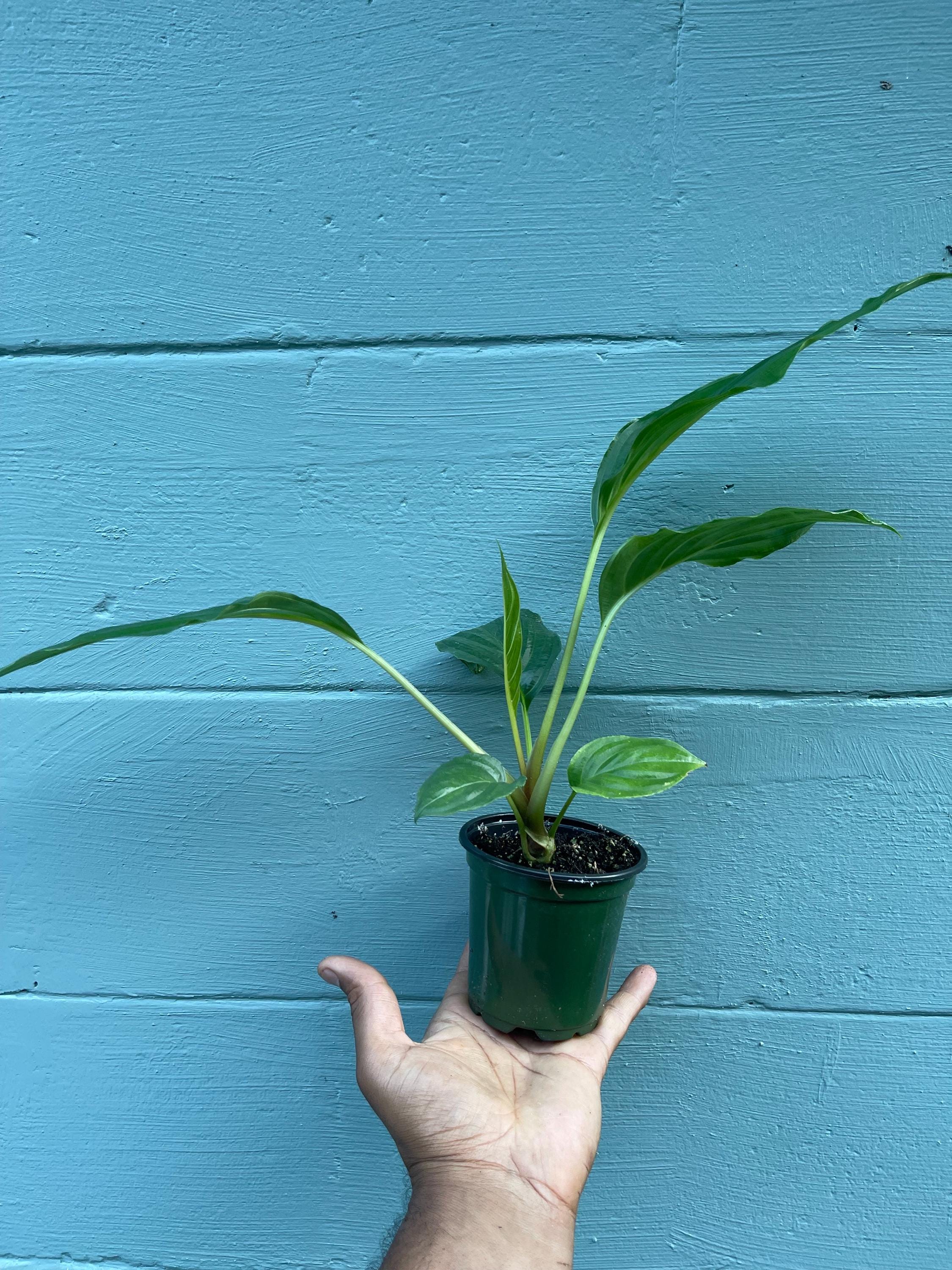 Tacca chantrieri Black Bat Flower – Rare Tropical Live Plant, 4-Inch Pot